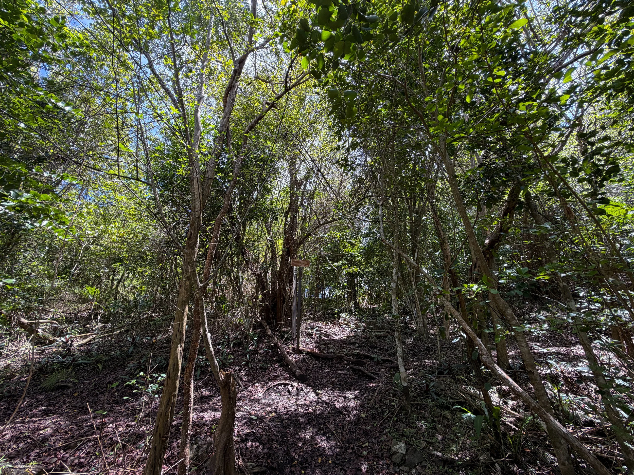 Tamarind Trail Virgin Islands National Park