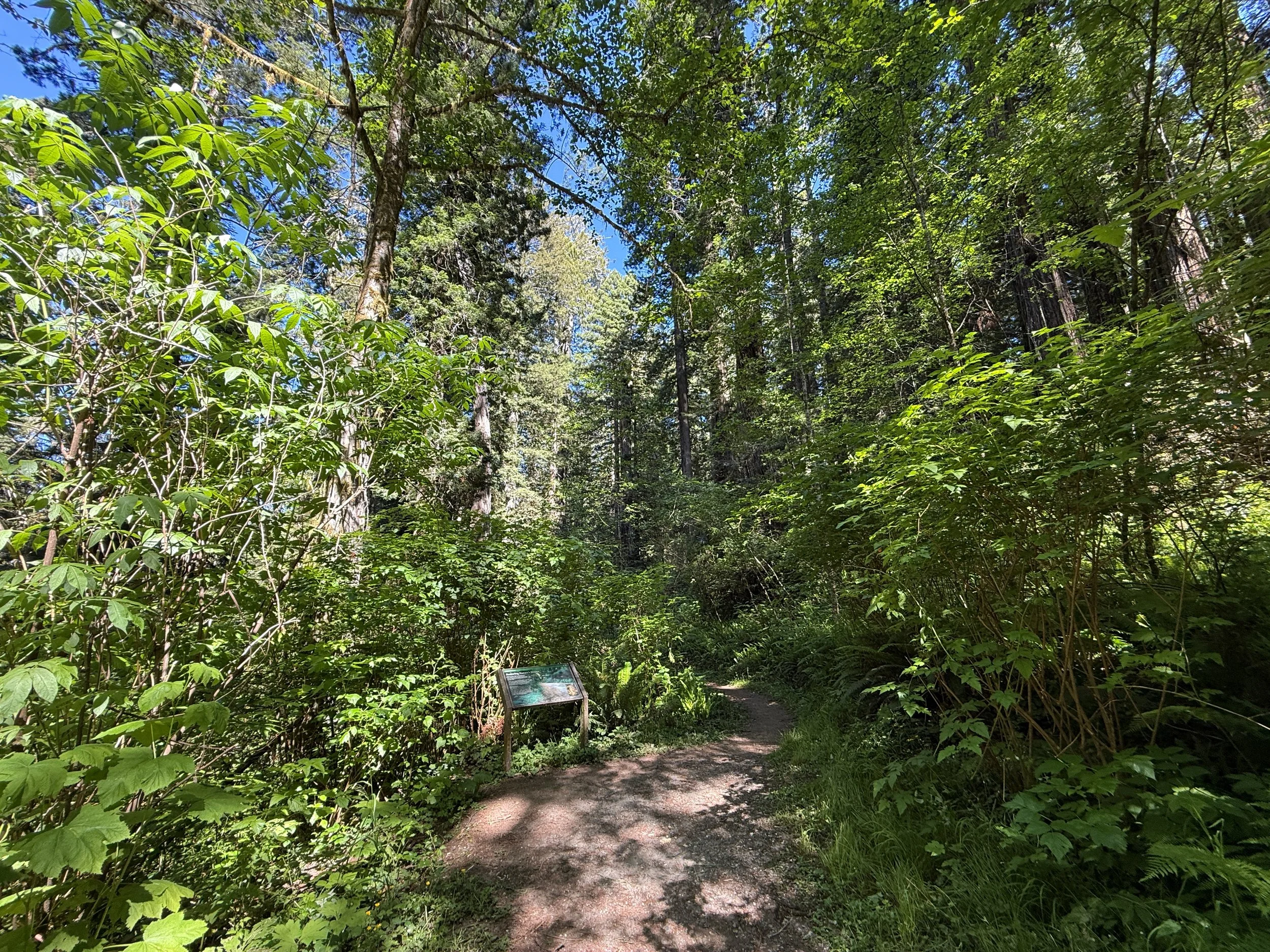 Ah Pah Interpretive Trail Prairie Creek Redwoods State Park California
