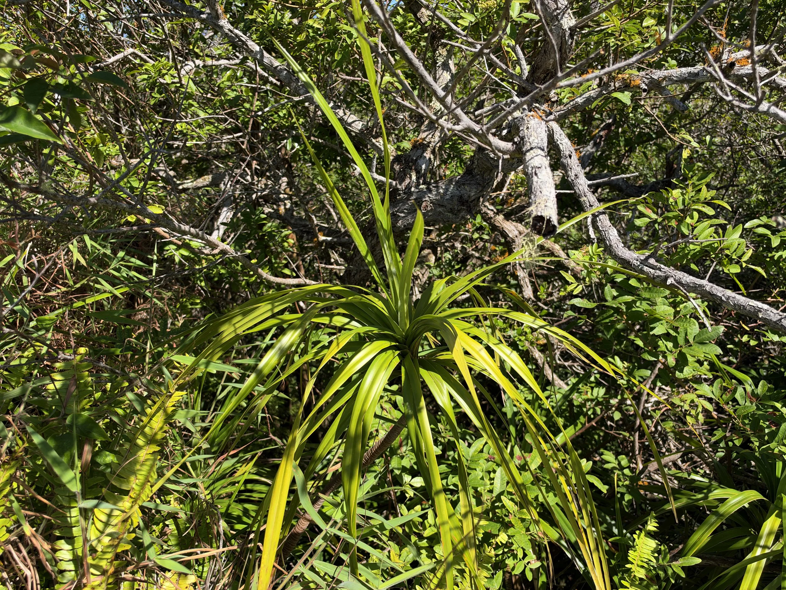 Ieie Freycinetia arborea