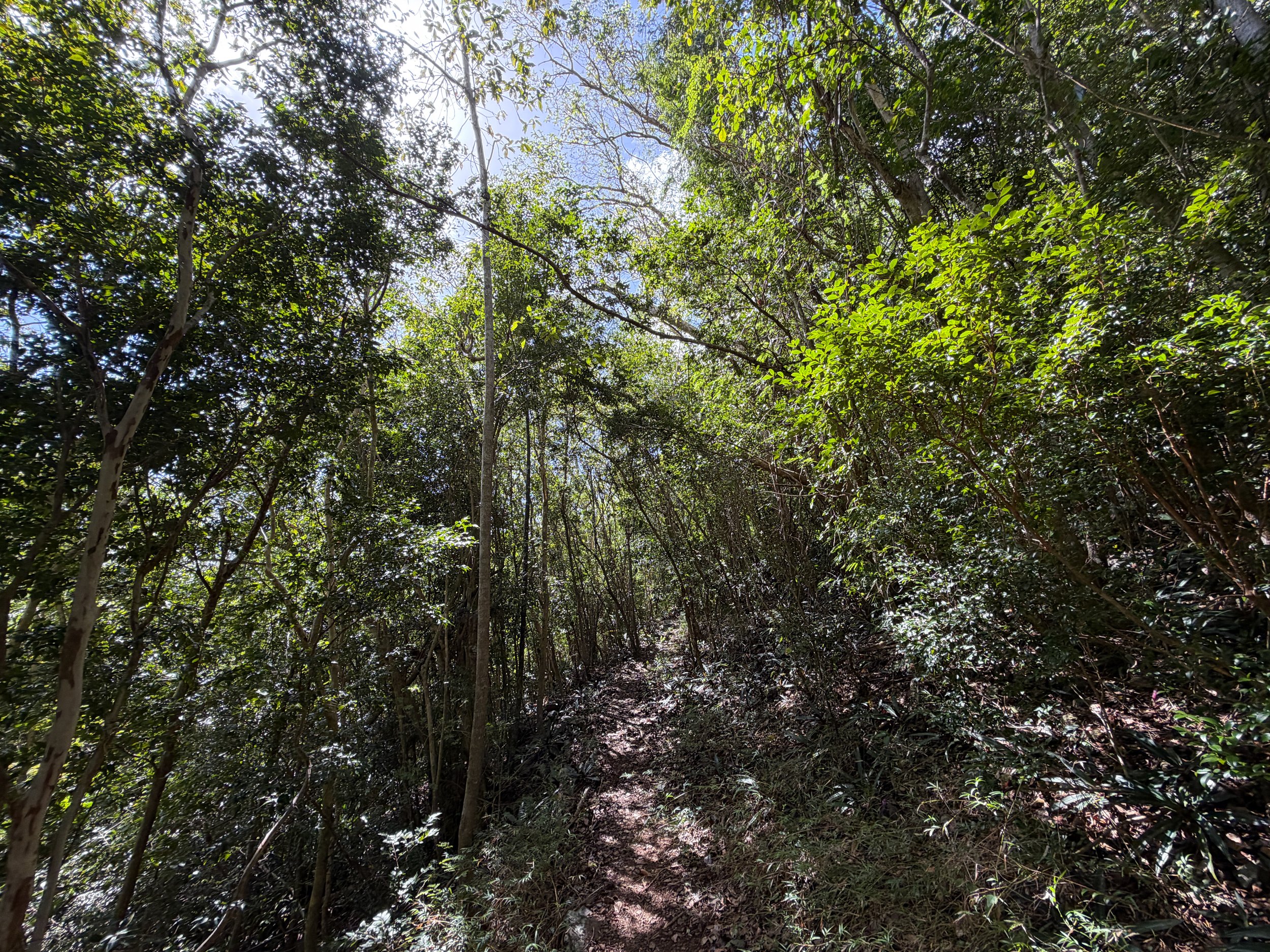 Great Sieben Hike Virgin Islands National Park