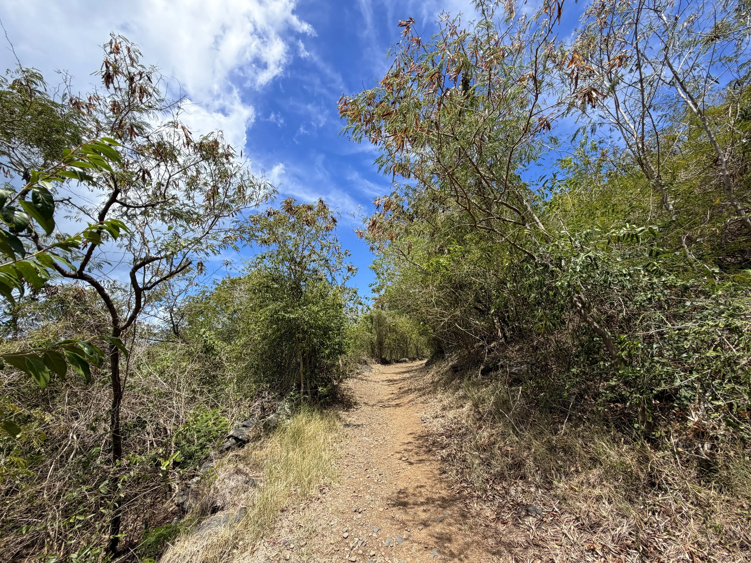 Francis Bay Trail Virgin Islands National Park