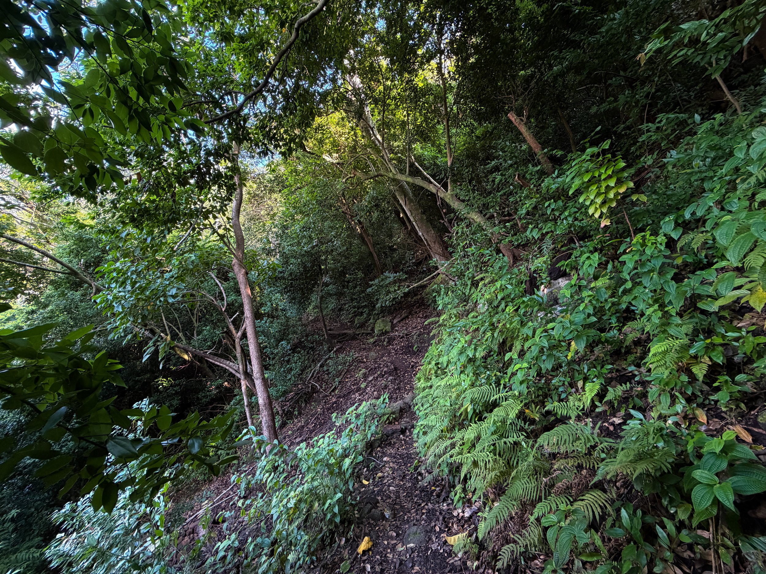 Nuuanu Trail to Tantalus Oahu Hawaii