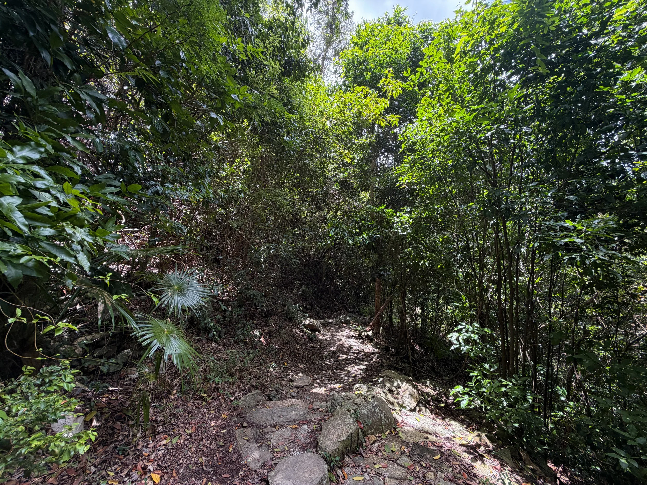 Reef Bay Trail Virgin Islands National Park