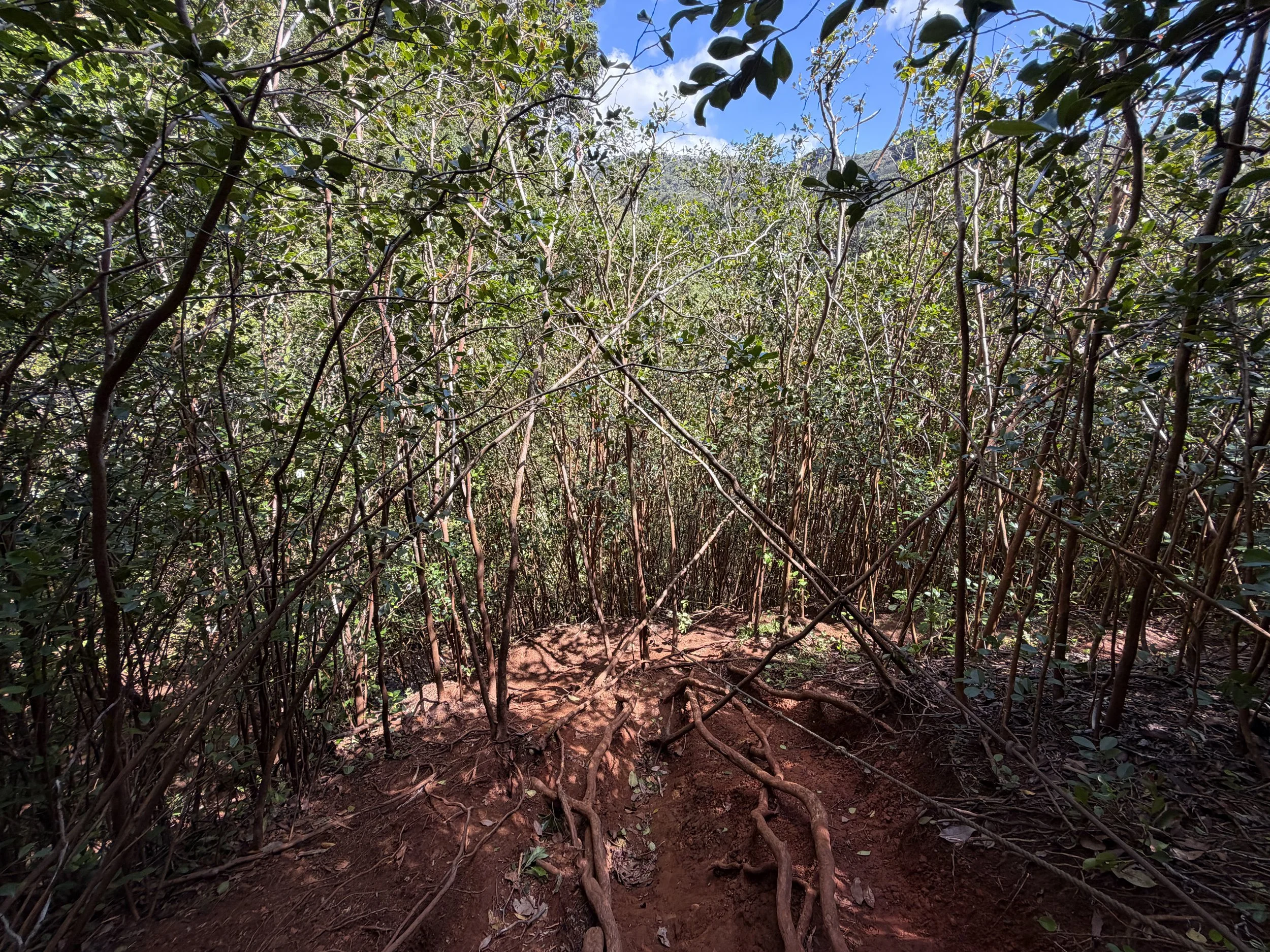 Waimano Falls Hike Oahu Hawaii