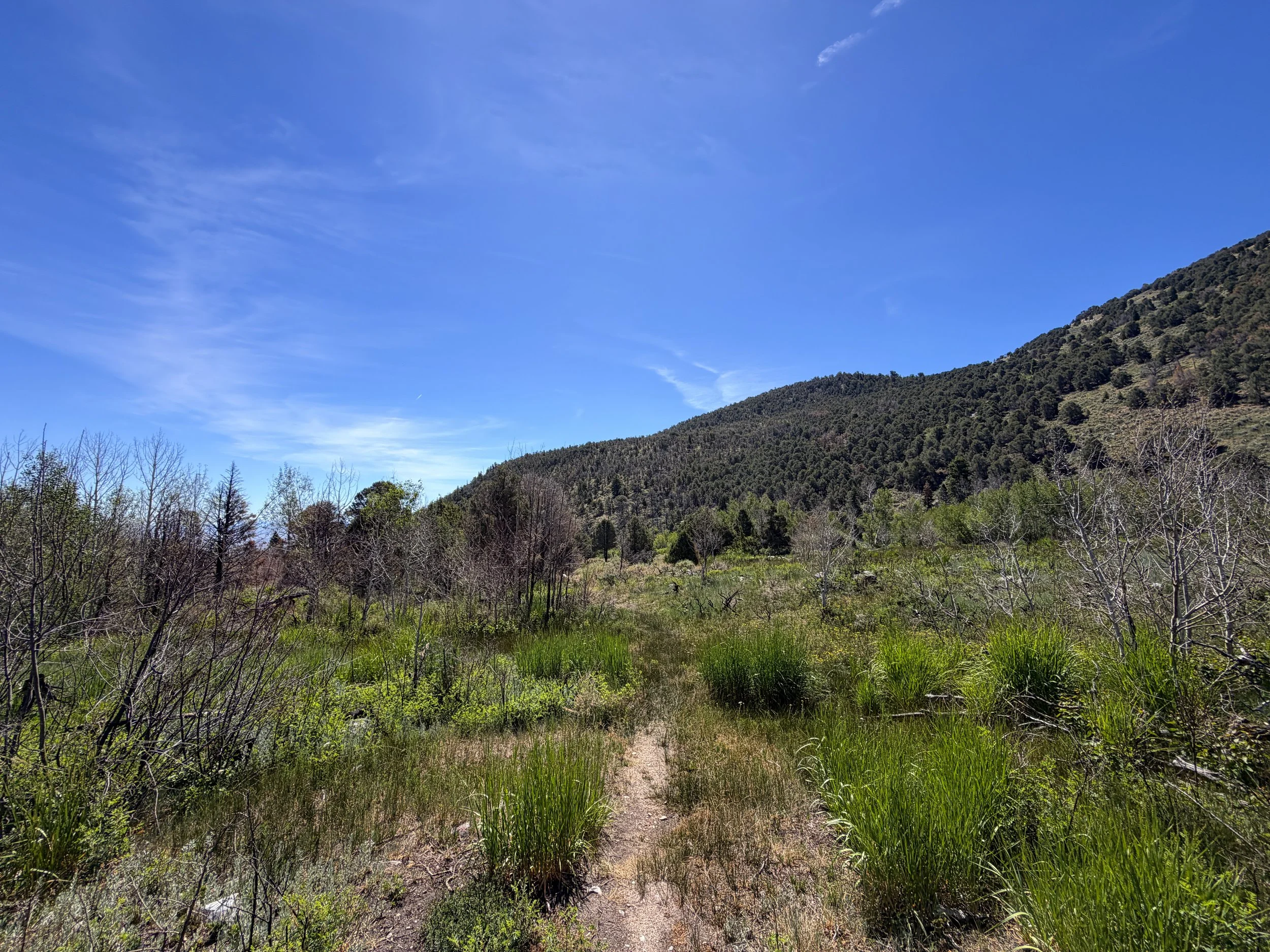 Pole Canyon Trail Great Basin National Park Nevada
