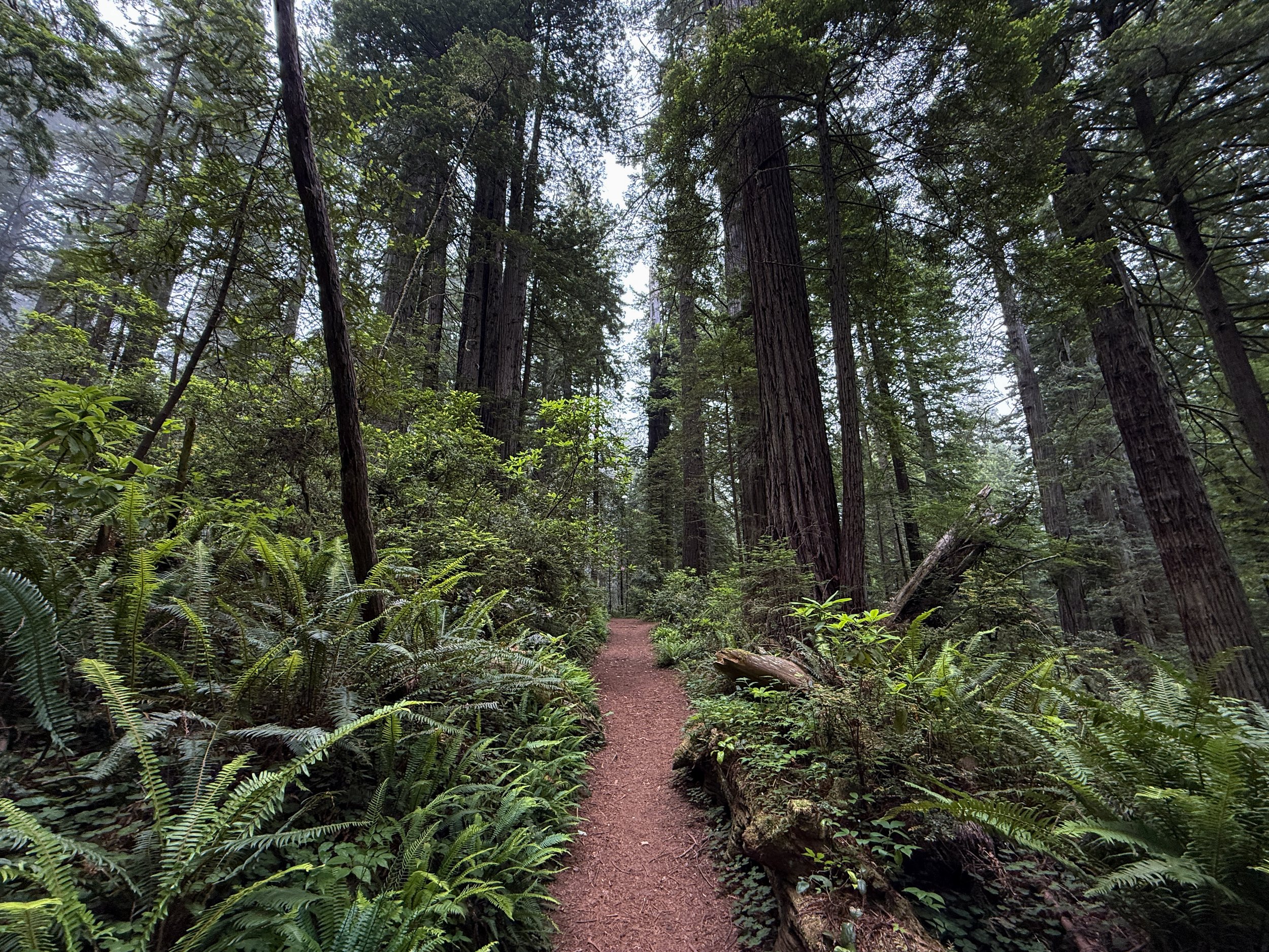 Damnation Creek Trail Del Norte Coast Redwoods State Park California
