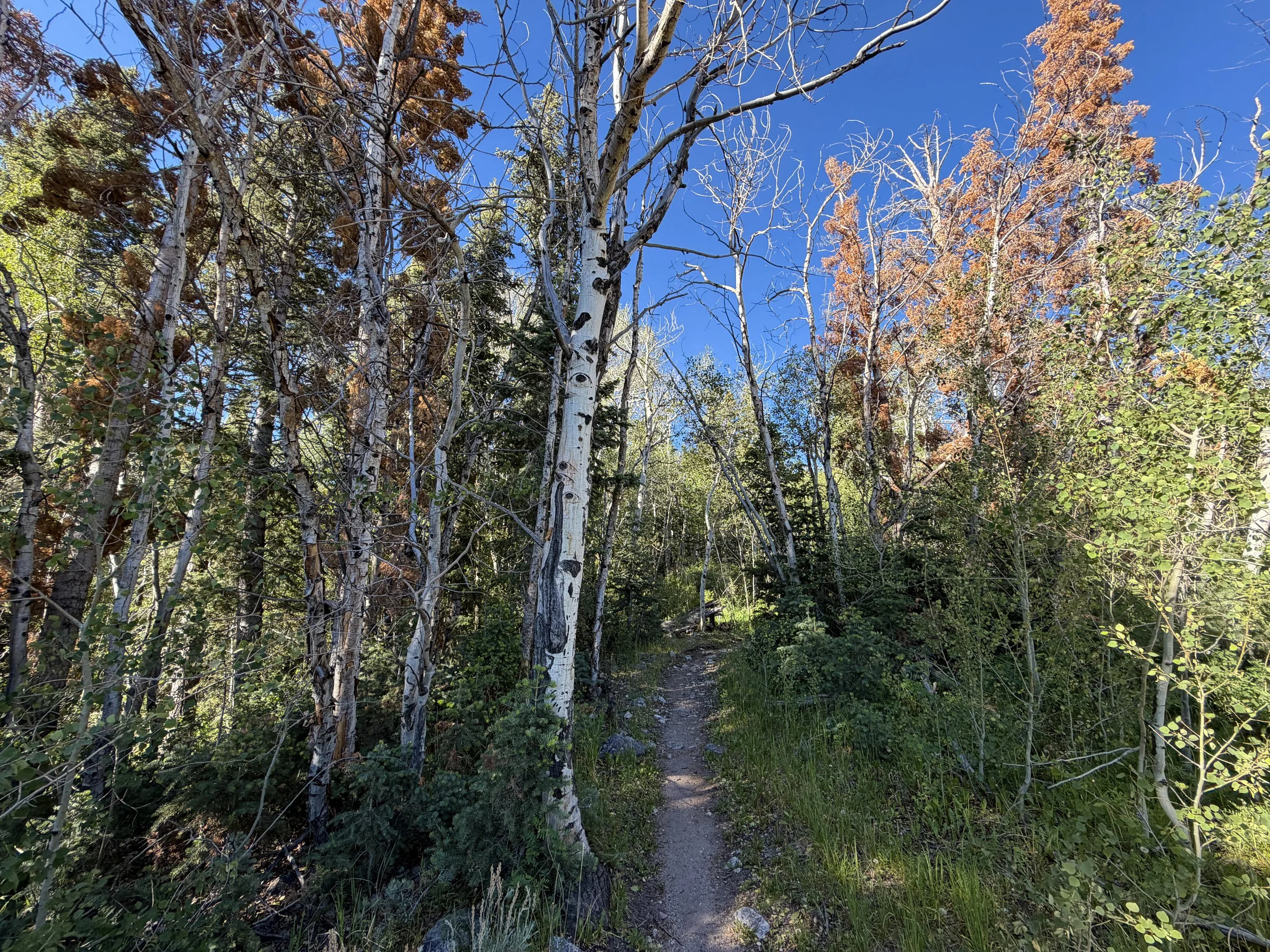 Baker Lake Trail Great Basin National Park Nevada