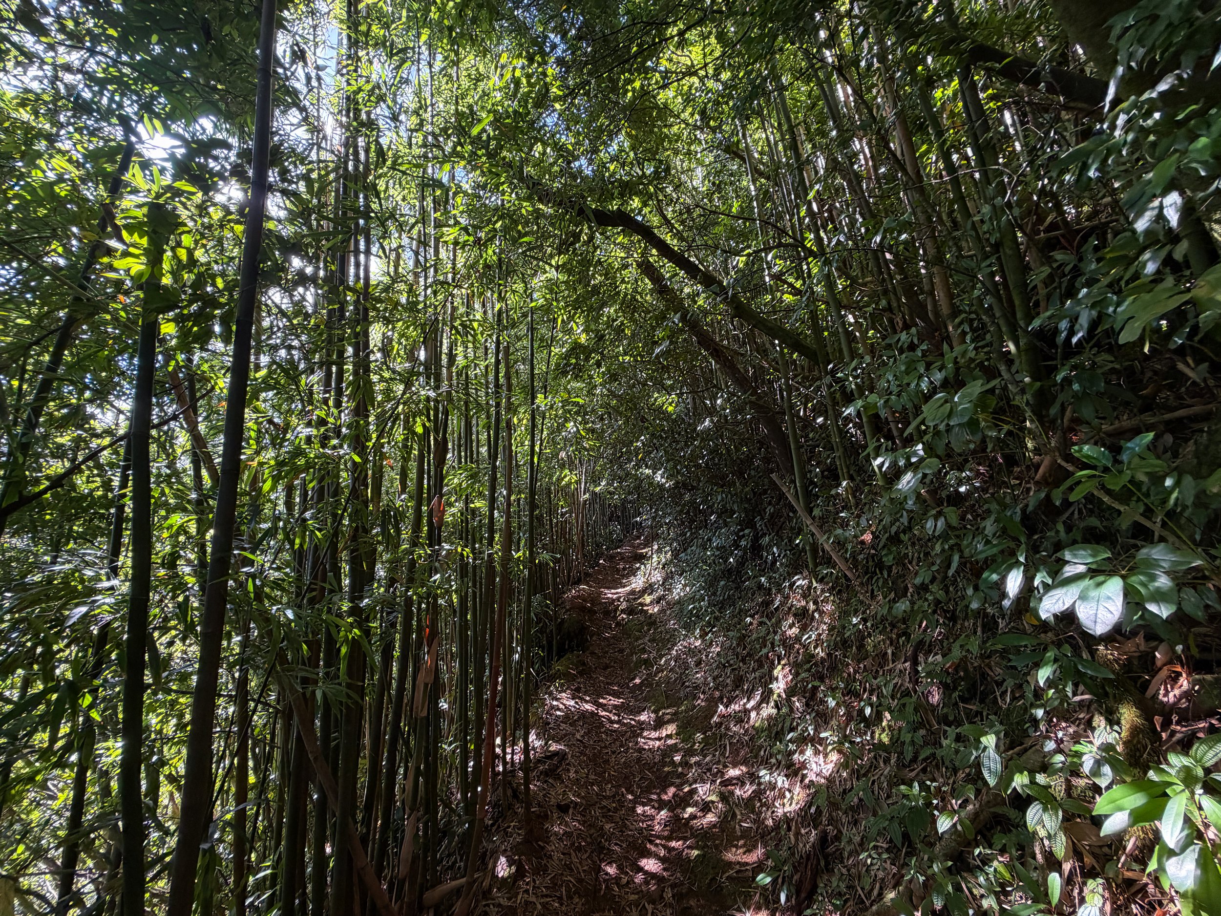 Aihualama Trail Oahu Hawaii