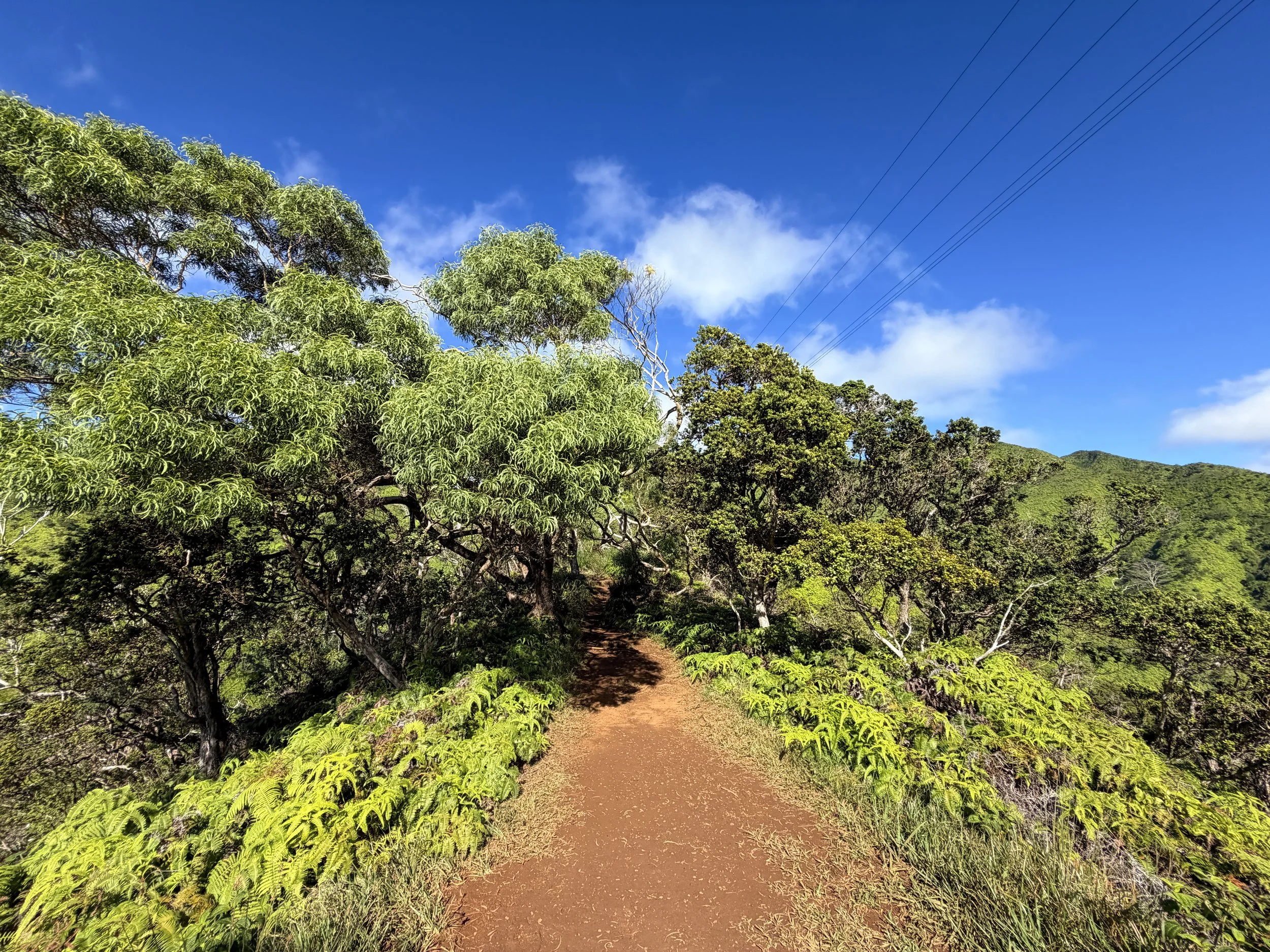 Wiliwilinui Ridge Trail Oahu Hawaii