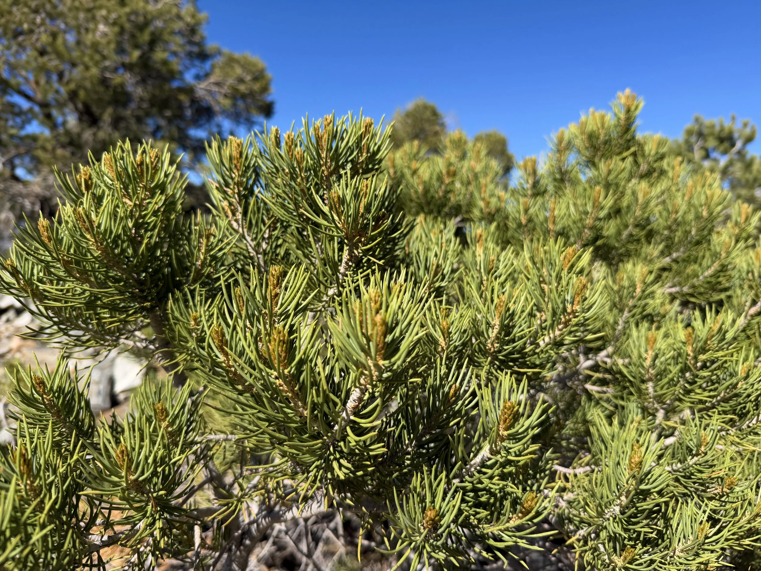 Pinyon Pine Pinus monophylla