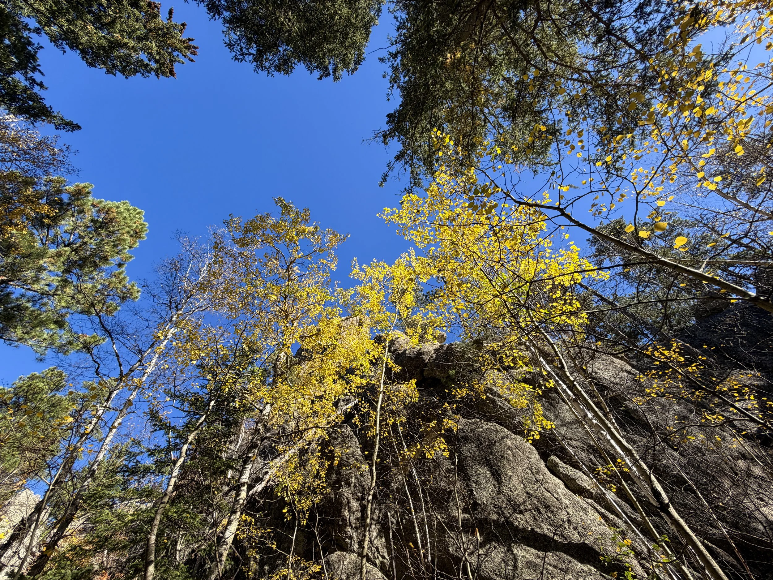Quaking Aspens Populus tremuloides