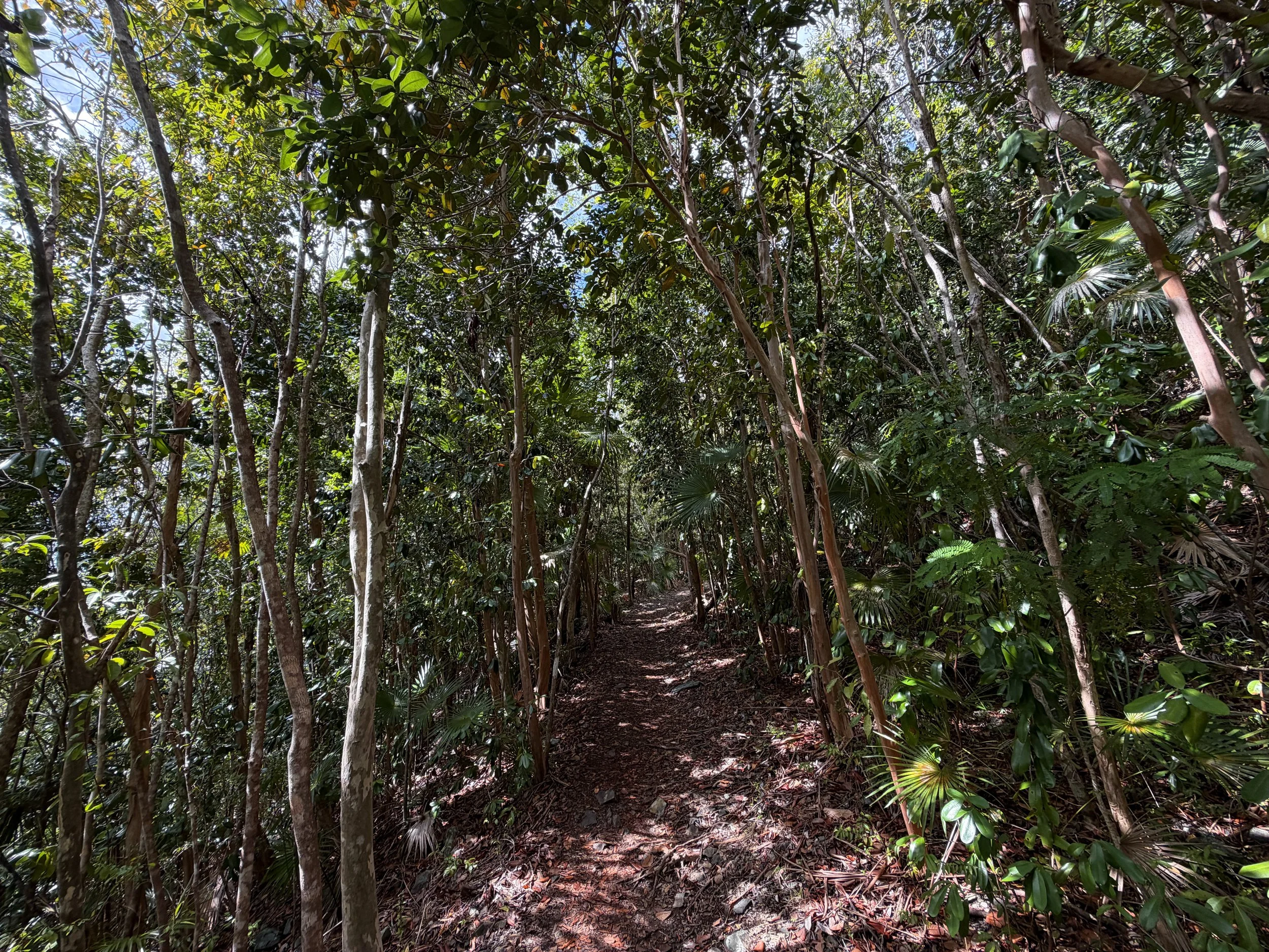 America Hill Hike via Cinnamon Bay Virgin Islands National Park