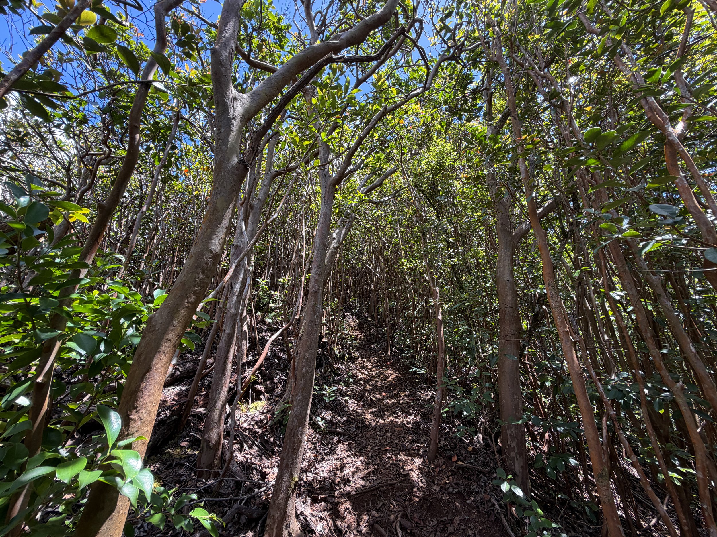Kamananui Valley to Tripler Ridge Trail Oahu Hawaii