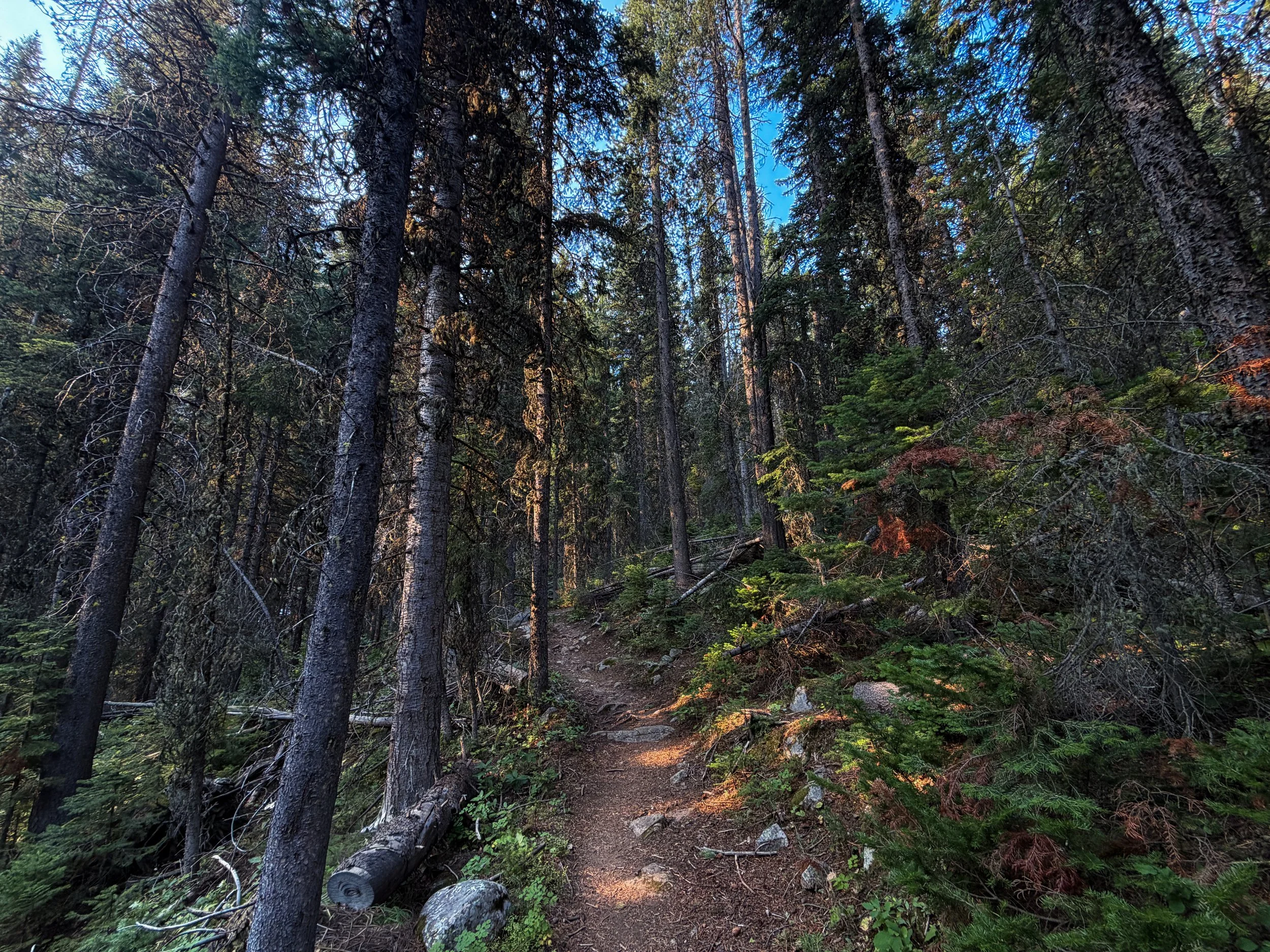 Beaten Path Trail Beartooth Mountains Montana
