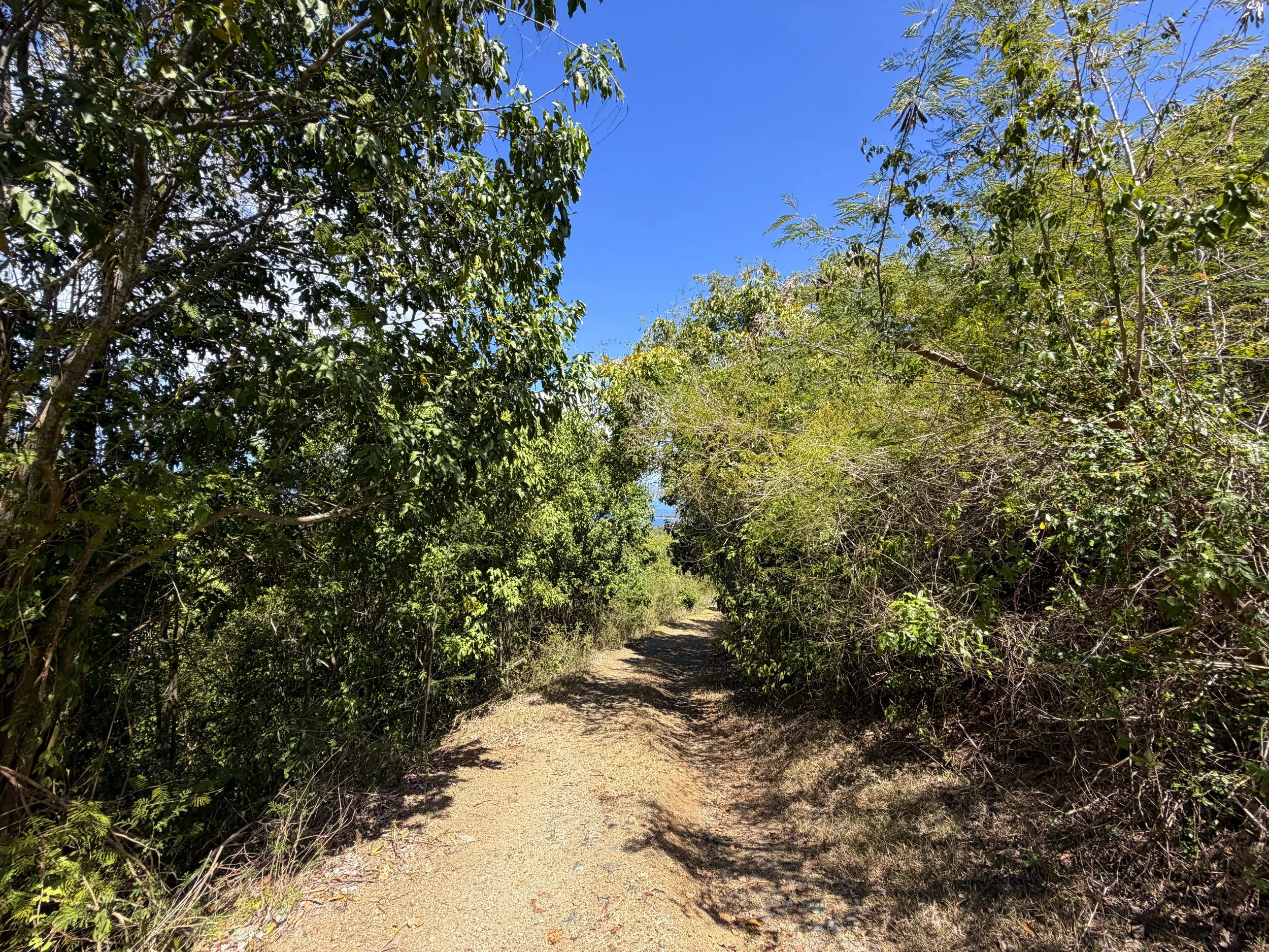 Johnny Horn Trail Virgin Islands National Park