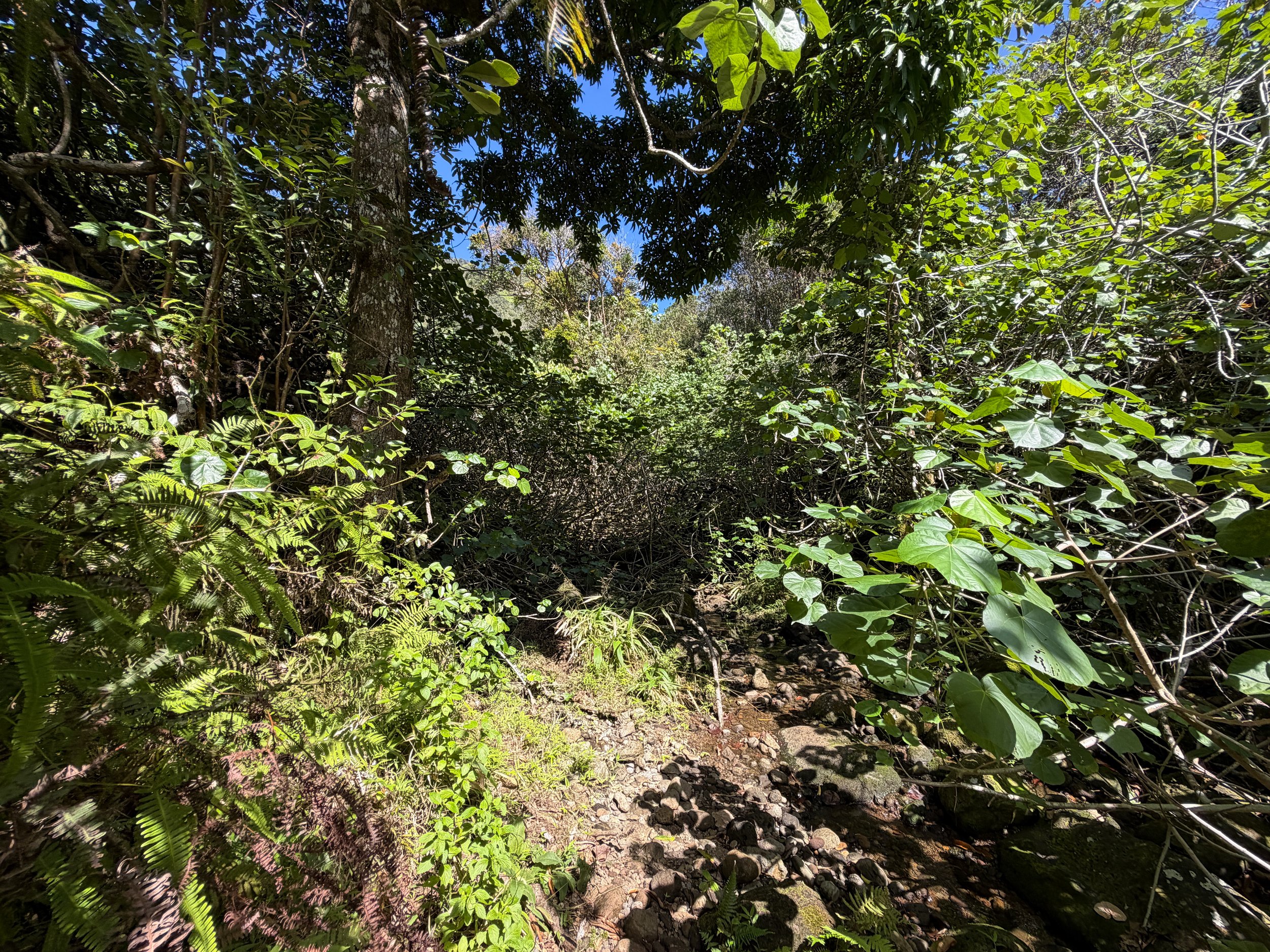 Kulanaahane Hike Oahu Hawaii