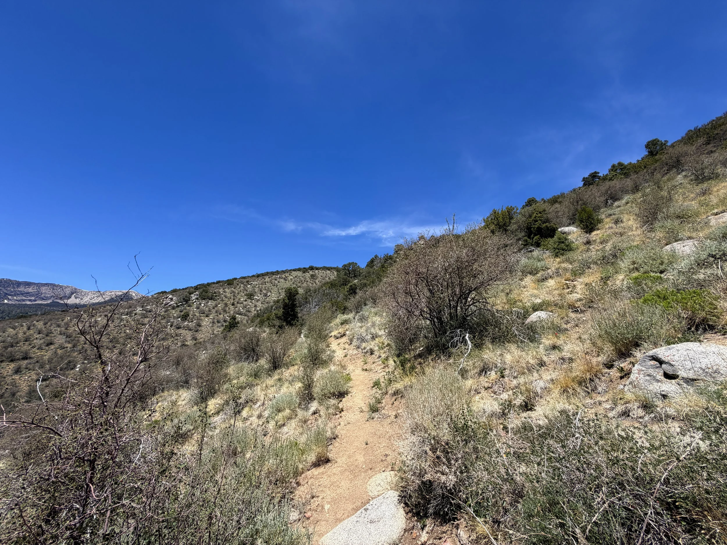 Serviceberry Loop Trail Great Basin National Park Nevada