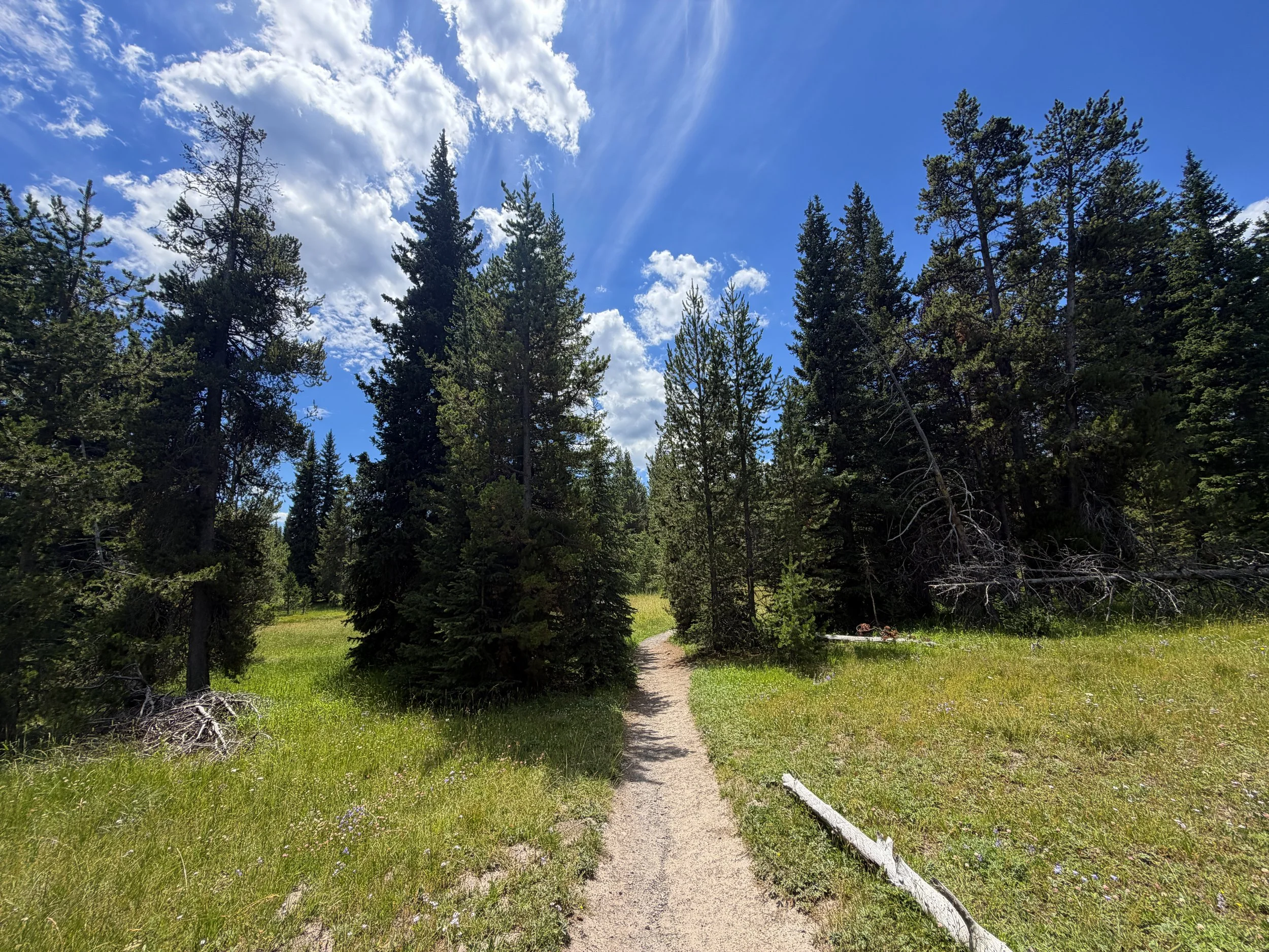 Yellowstone Lake Overlook Trail Yellowstone National Park Wyoming