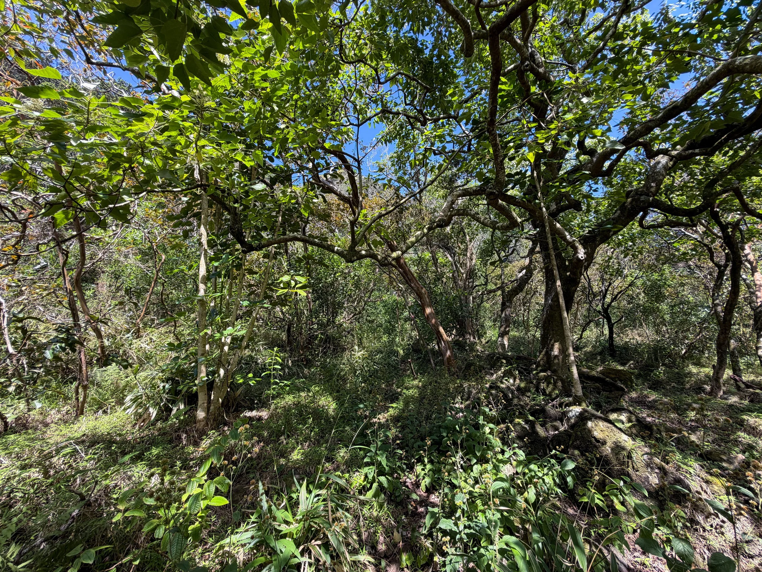 Kulanaahane Trail Oahu Hawaii