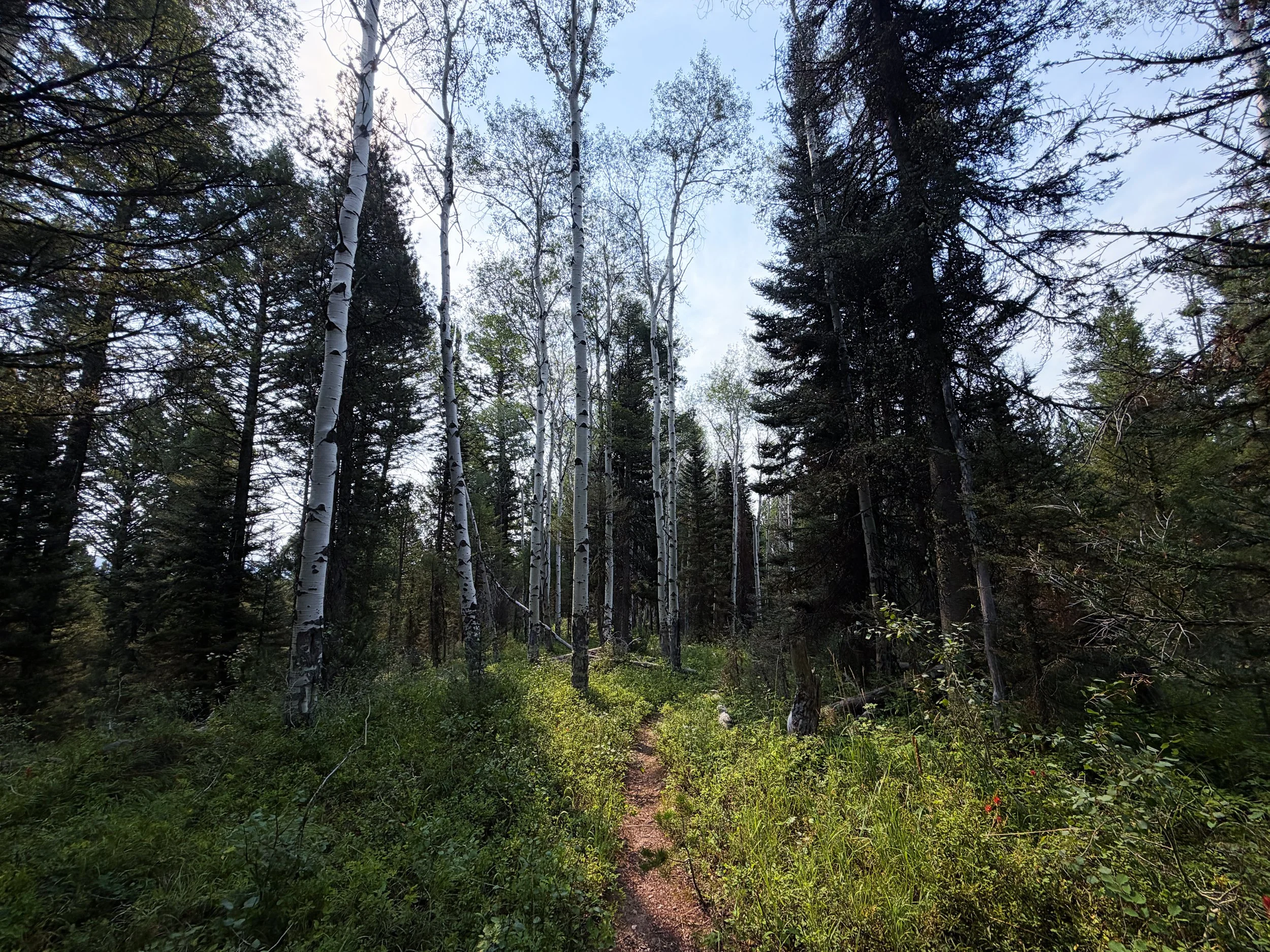 Aspen Ridge Trail Grand Teton National Park Wyoming