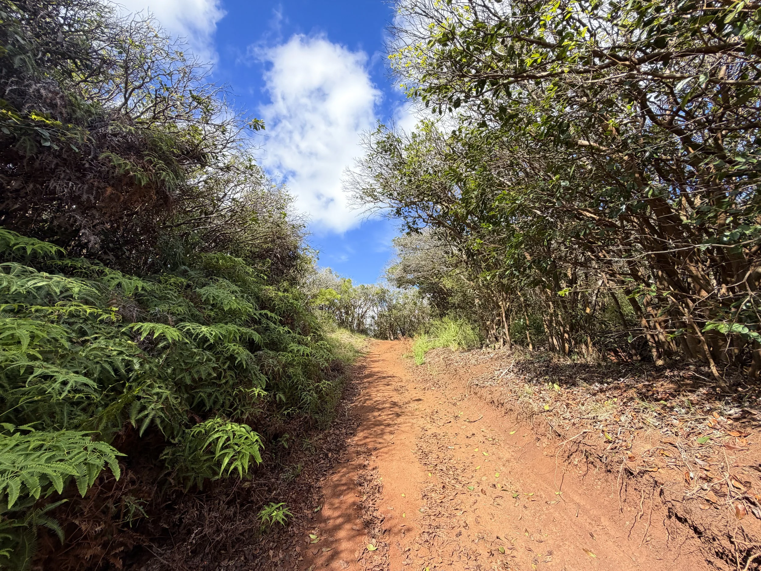 Wiliwilinui Ridge Trail Oahu Hawaii