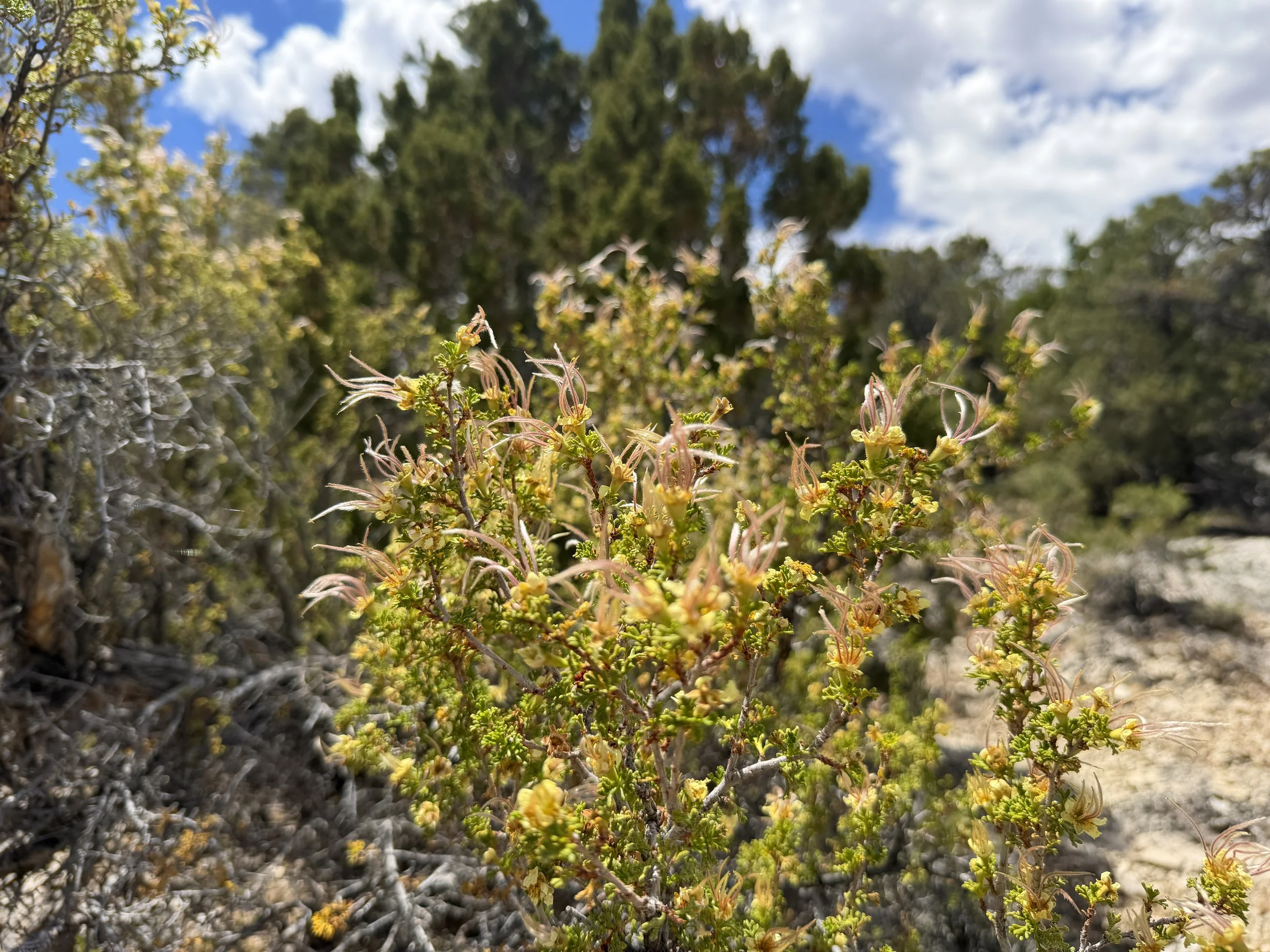 Cliffrose Cowania mexicana