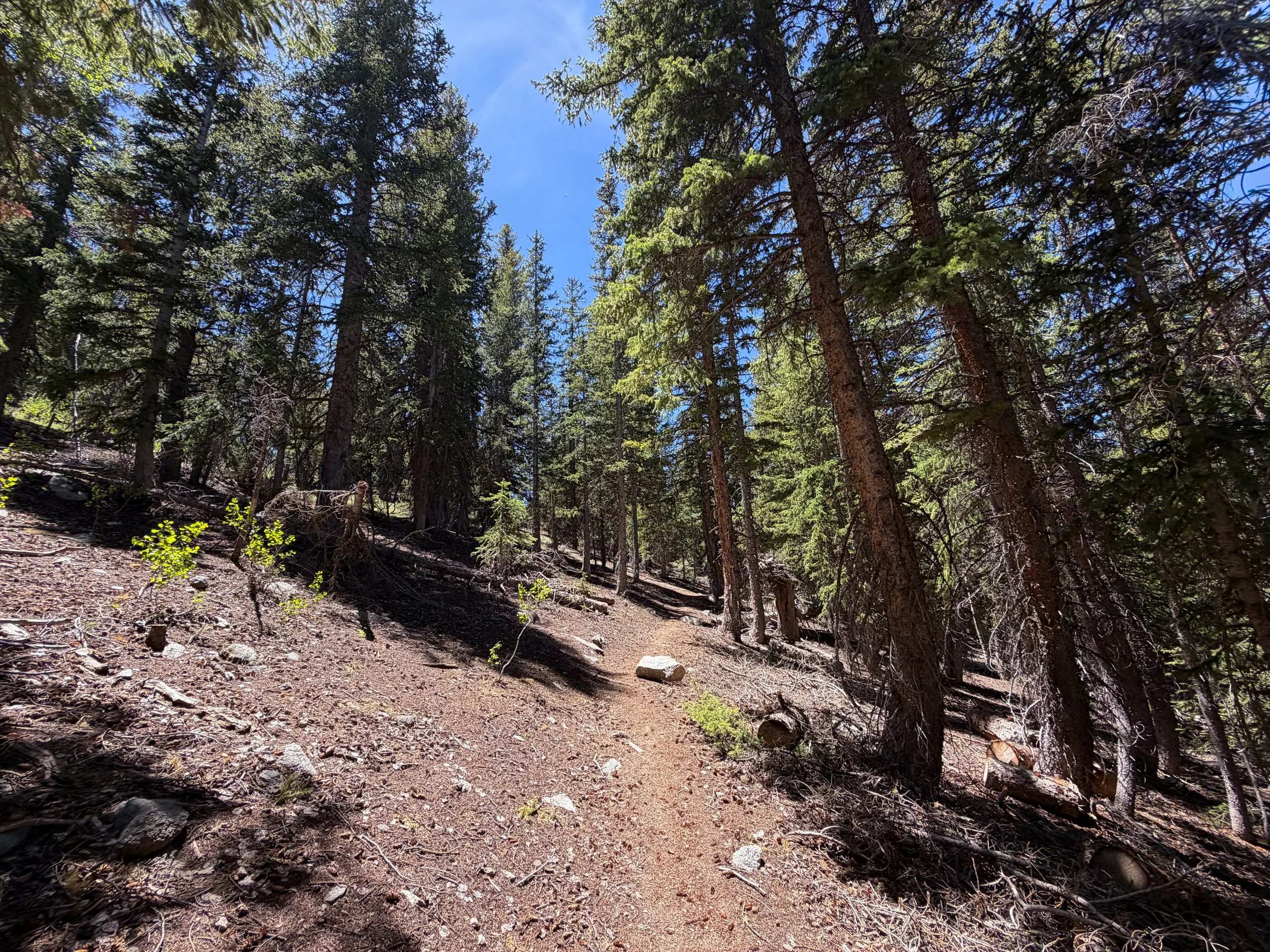 Timber Creek Trail Great Basin National Park Nevada