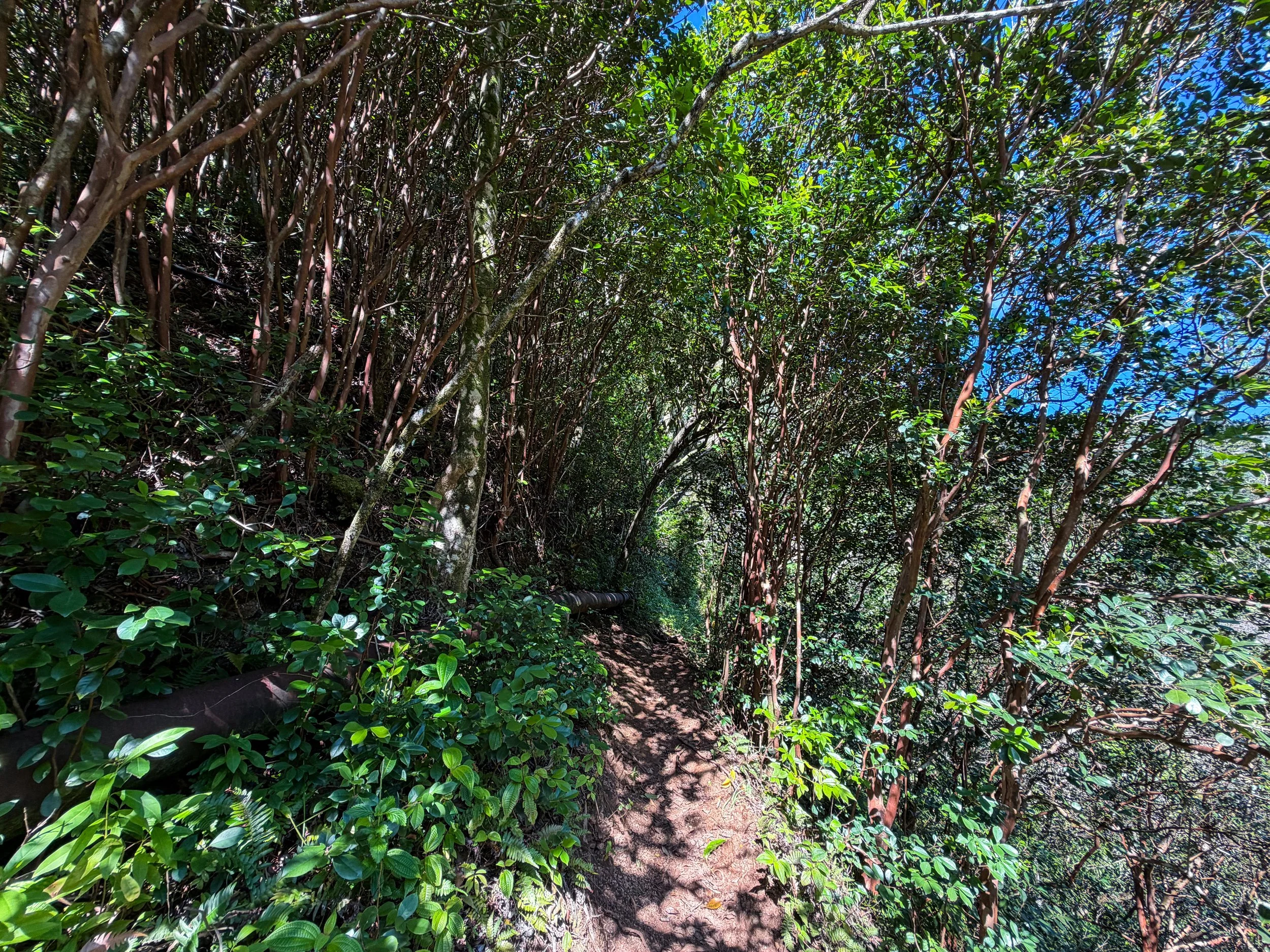 Kaau Crater Loop Trail Oahu Hawaii