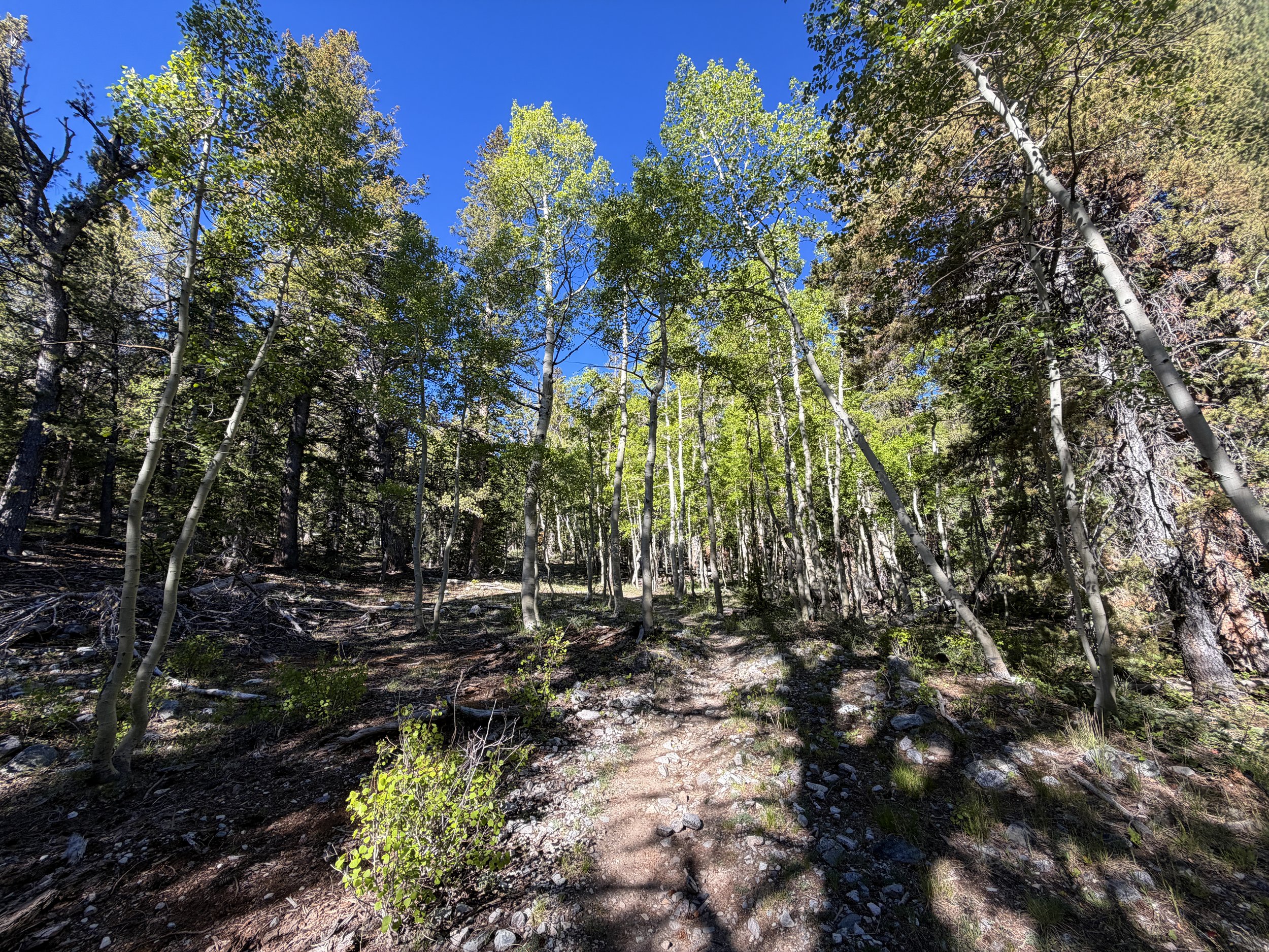 Lehman Creek Trail Great Basin National Park Nevada