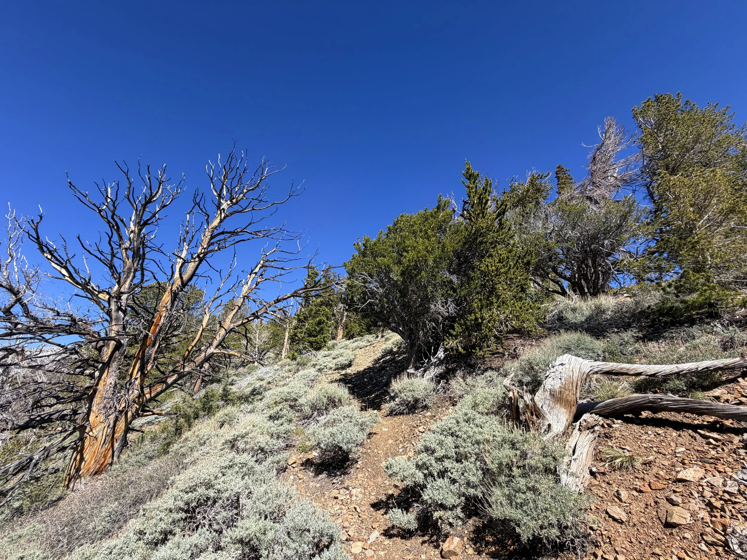 Snake Divide Hike Great Basin National Park Nevada