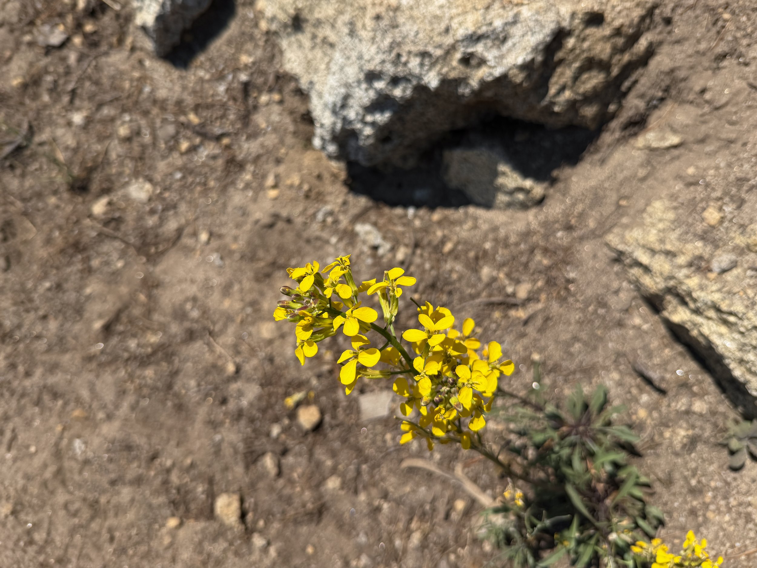 Mountain Wallflower Erysimum perenne
