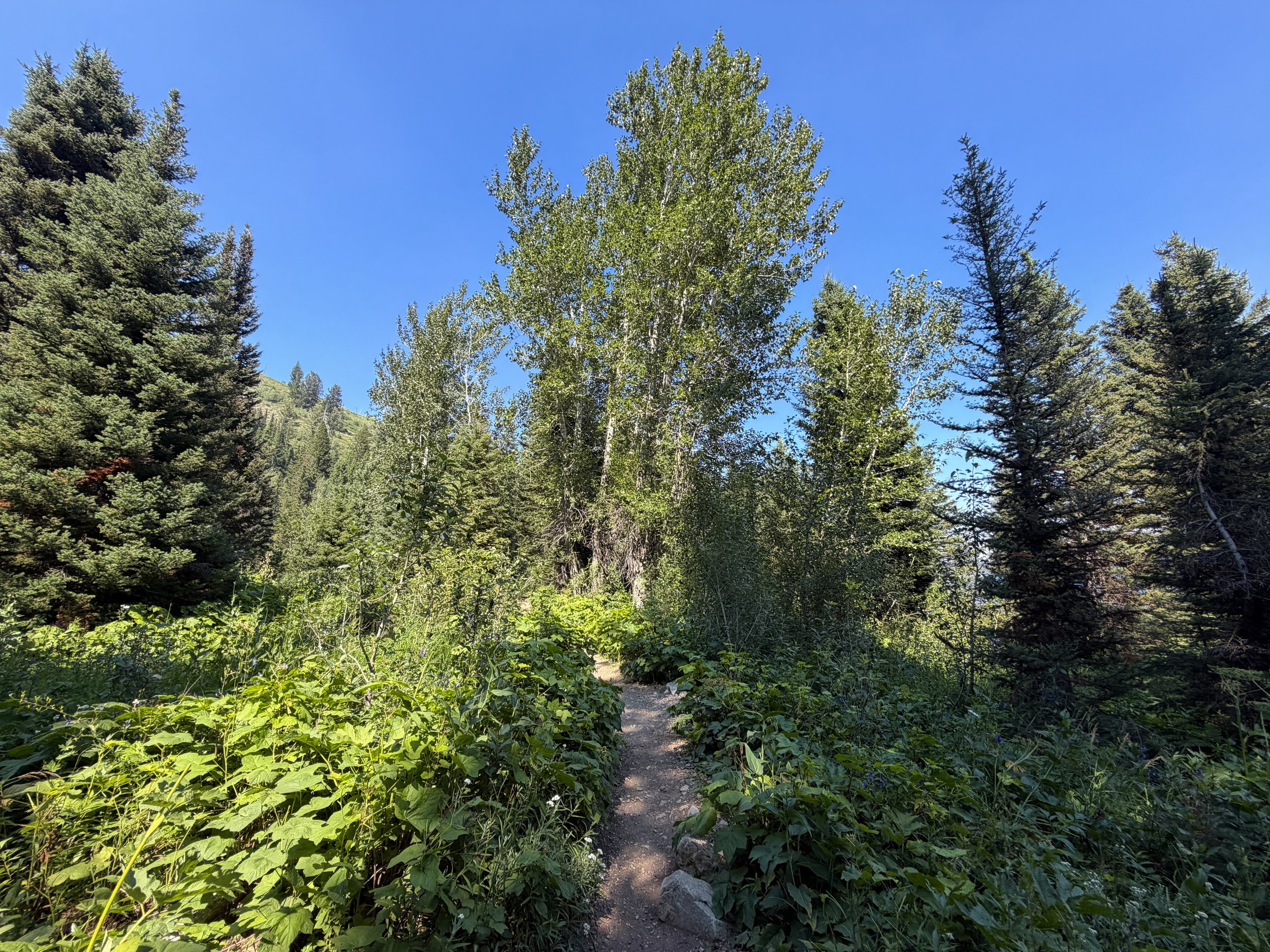 Jenny Lake Trail Grand Teton National Park Wyoming
