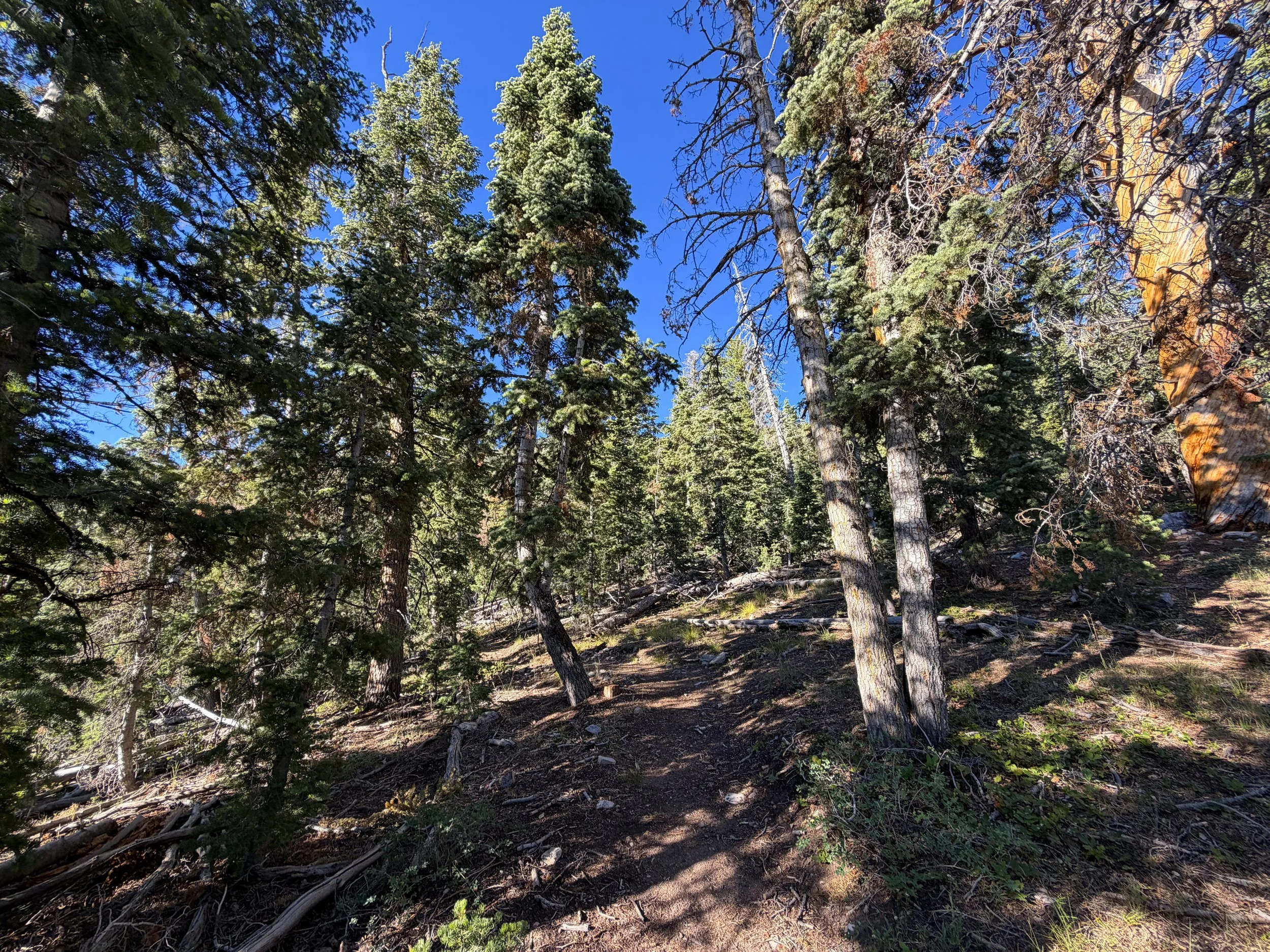 Snake Creek Overlook Loop Trail Great Basin National Park Nevada