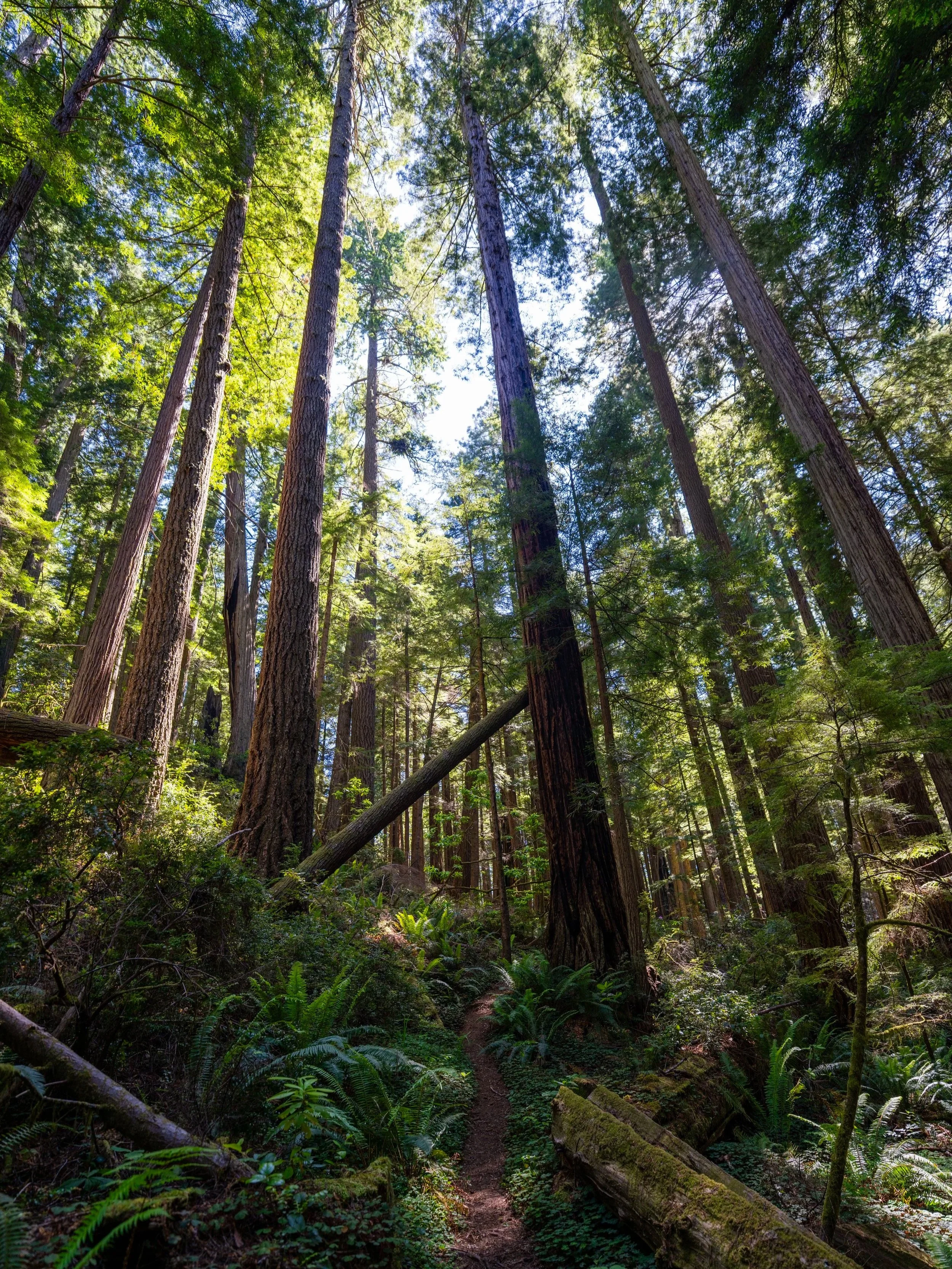 Hope Creek–Ten Taypo Loop Trail Prairie Creek Redwoods State Park California