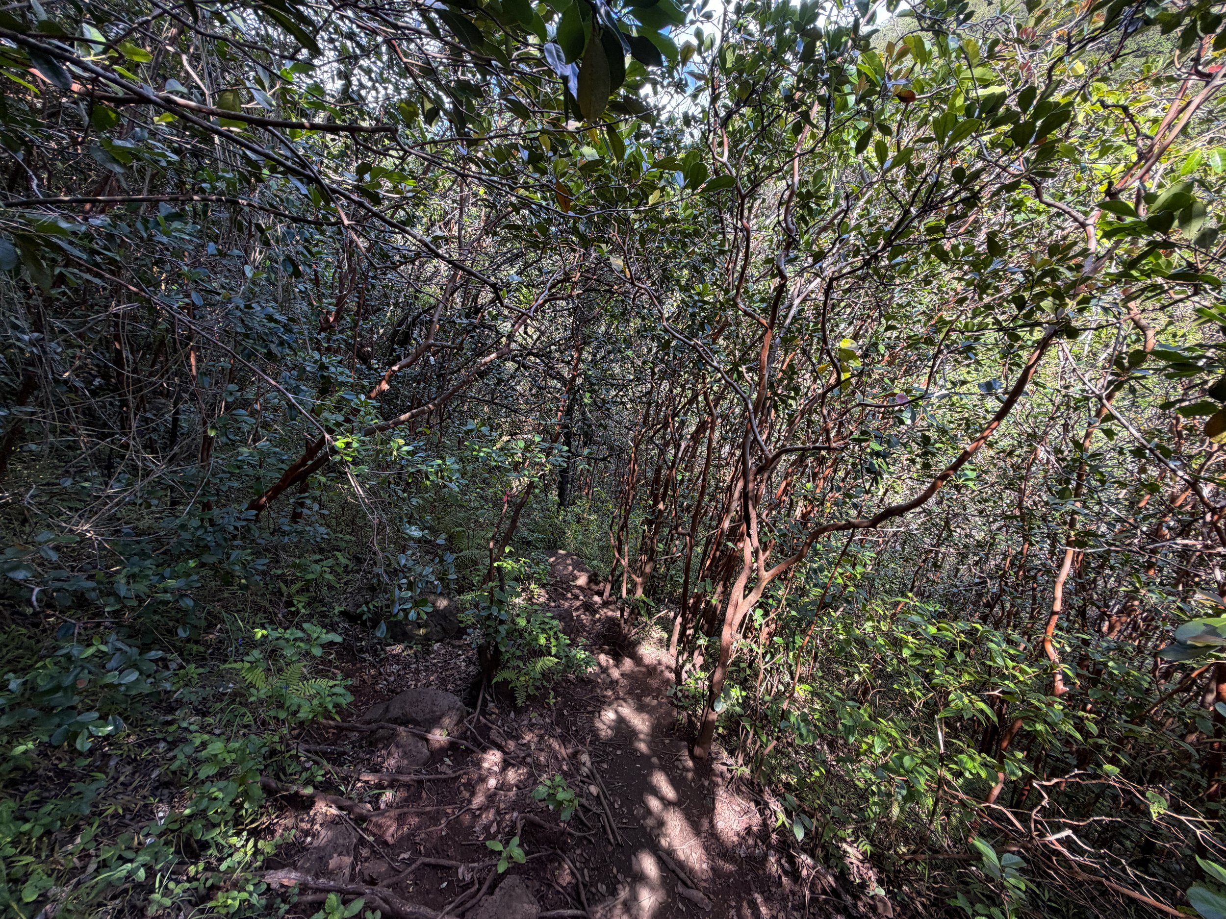 Waimano Falls Trail Oahu Hawaii