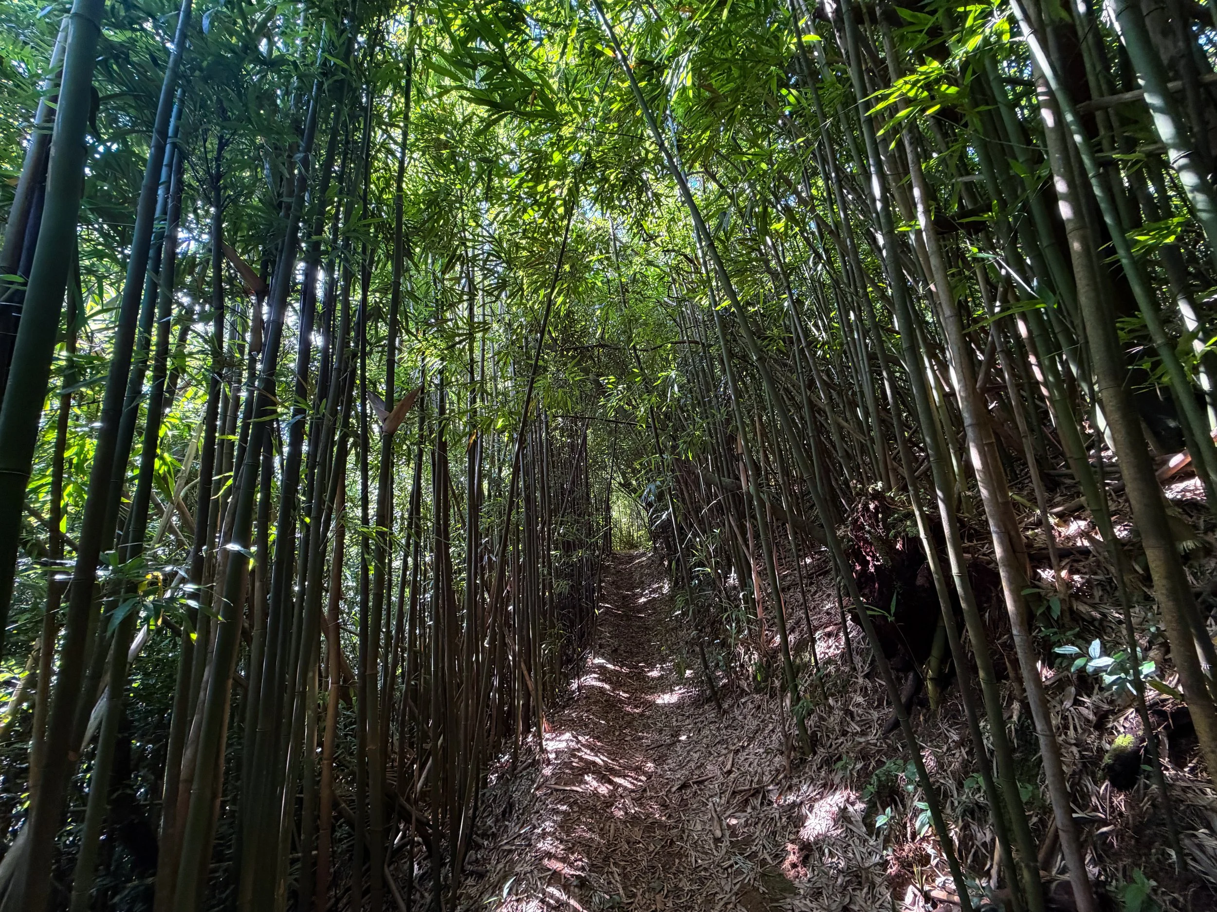 Aihualama Trail Oahu Hawaii