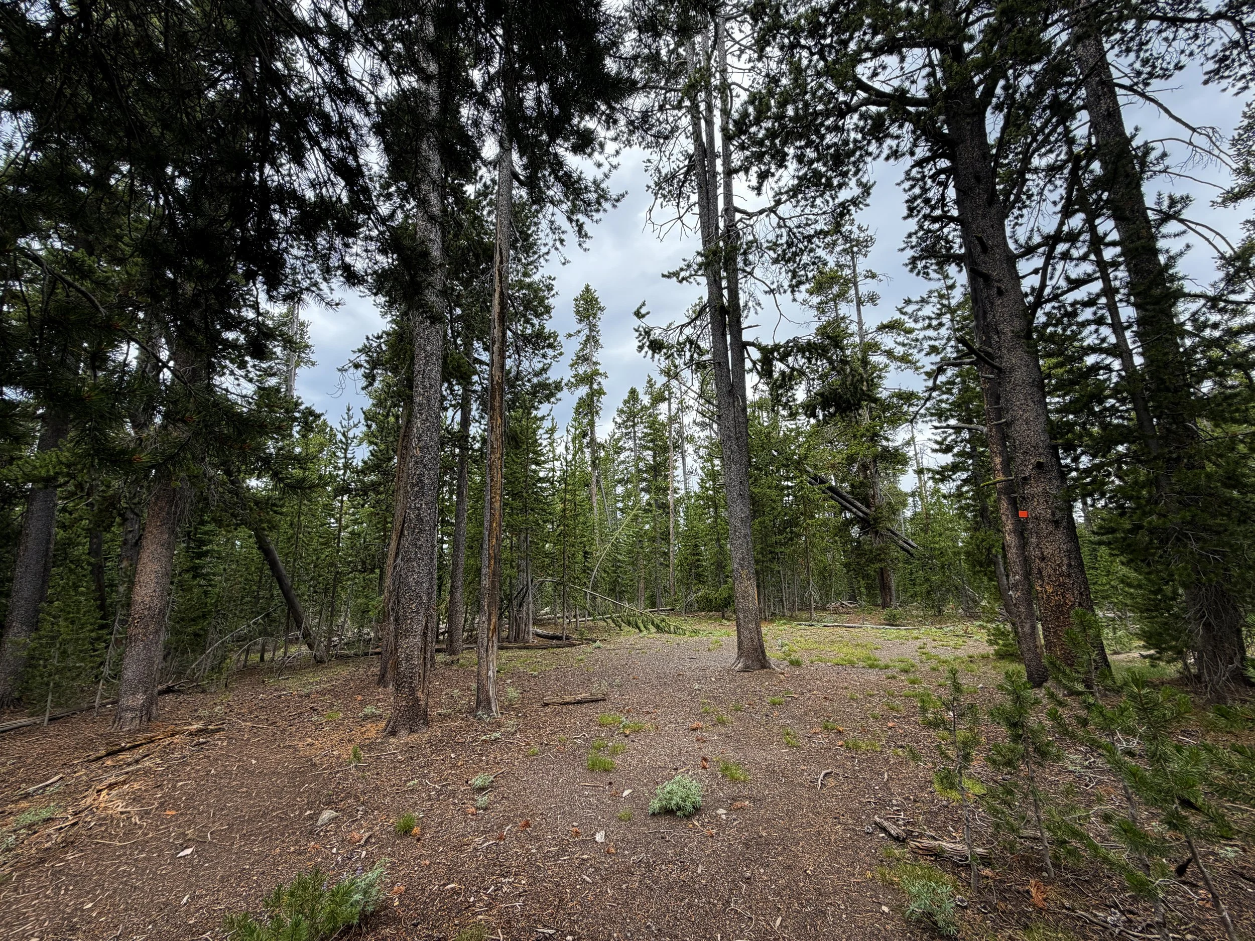Divide Trail Summit Yellowstone National Park Wyoming