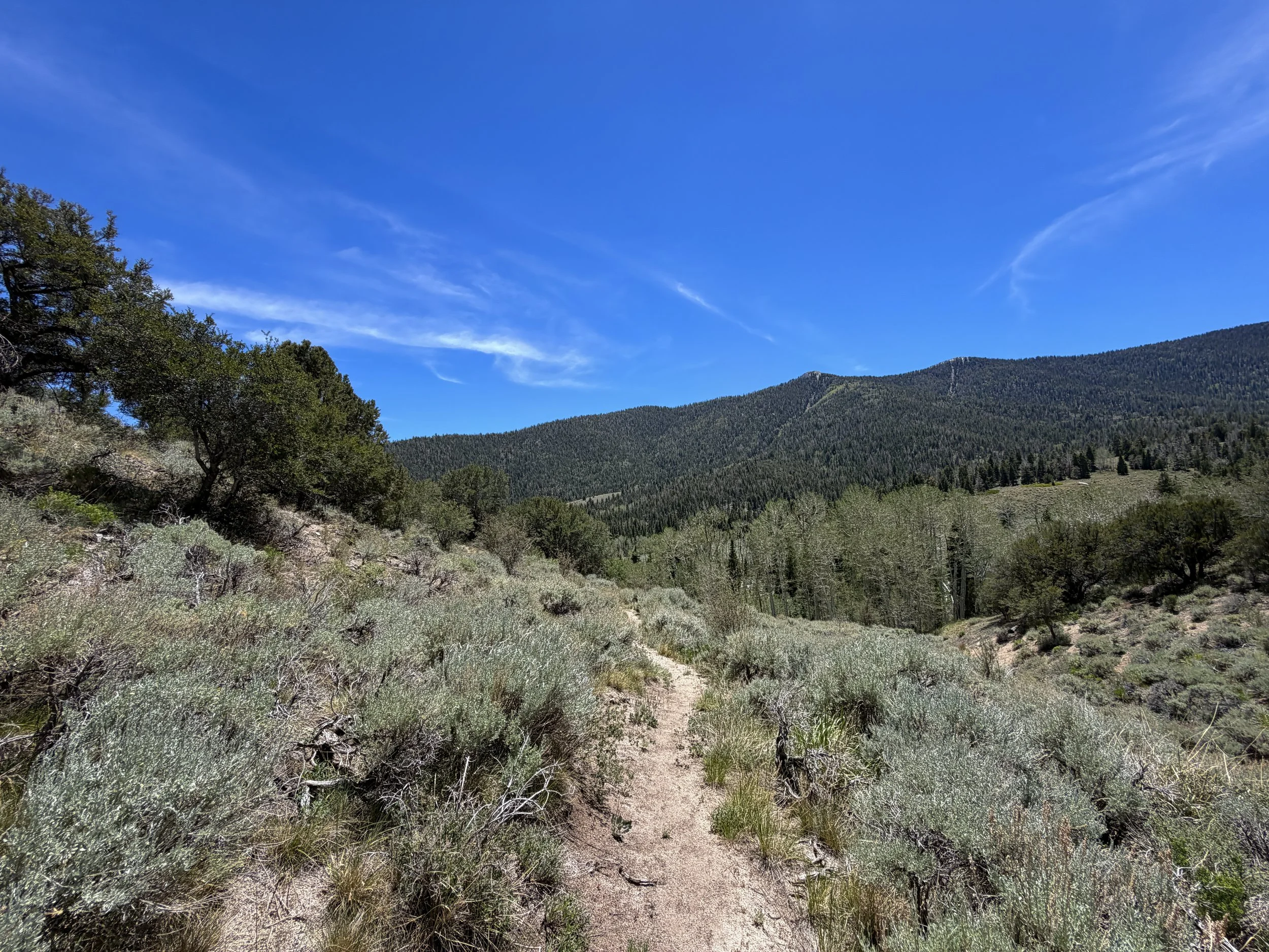 Serviceberry Loop Trail Great Basin National Park Nevada
