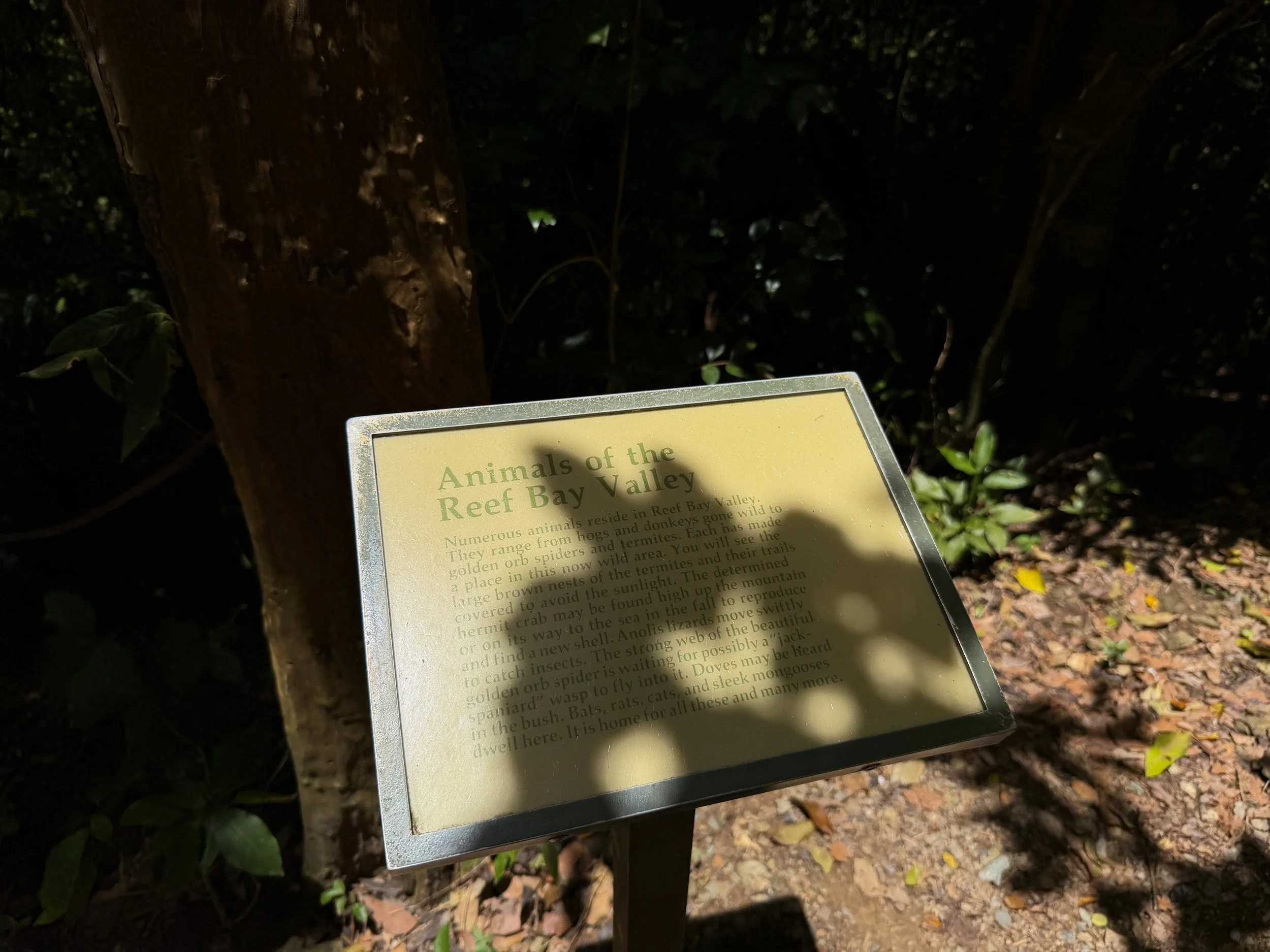 Reef Bay Trail Virgin Islands National Park