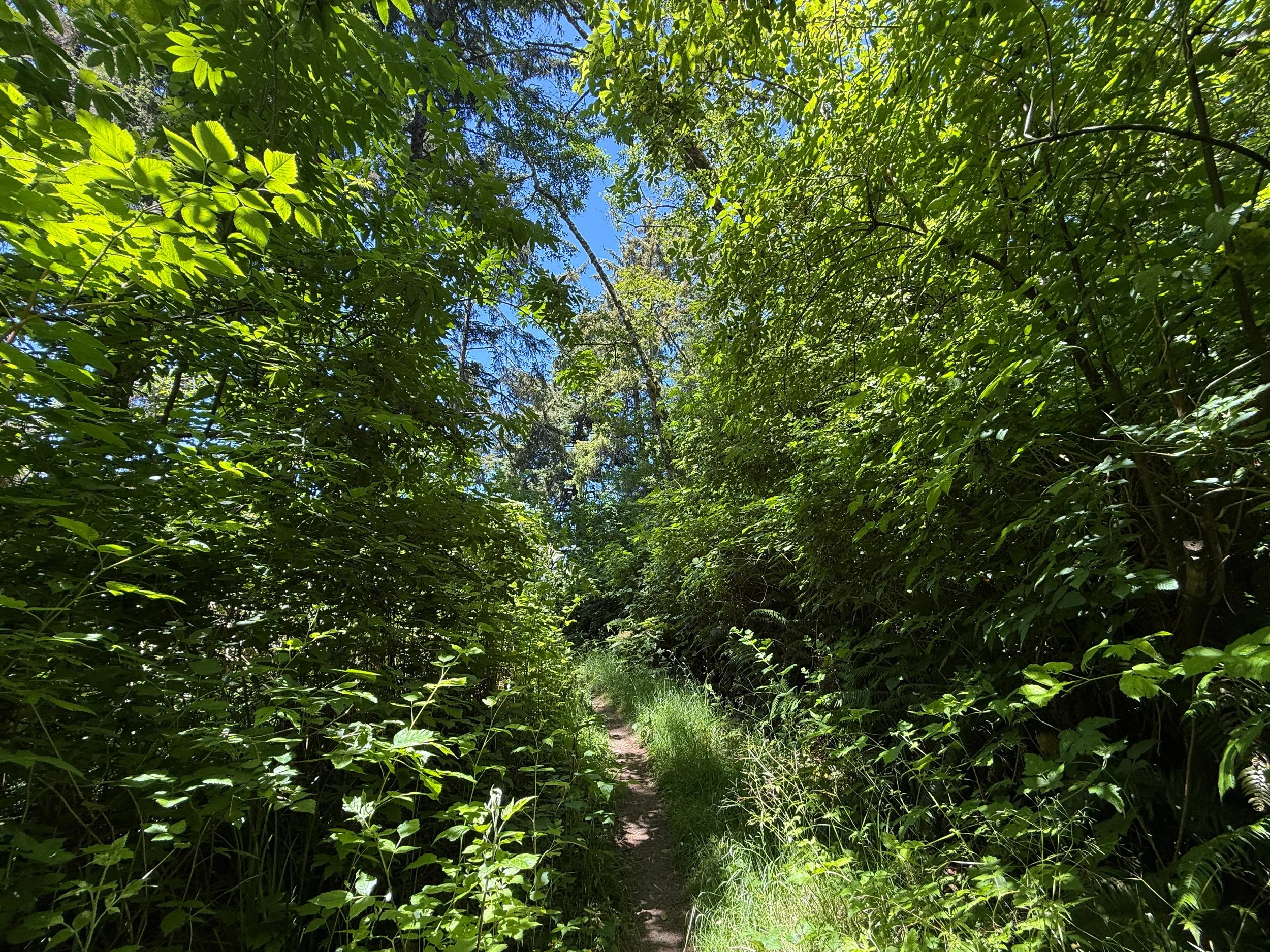 Ossagon Trail Prairie Creek Redwoods State Park California