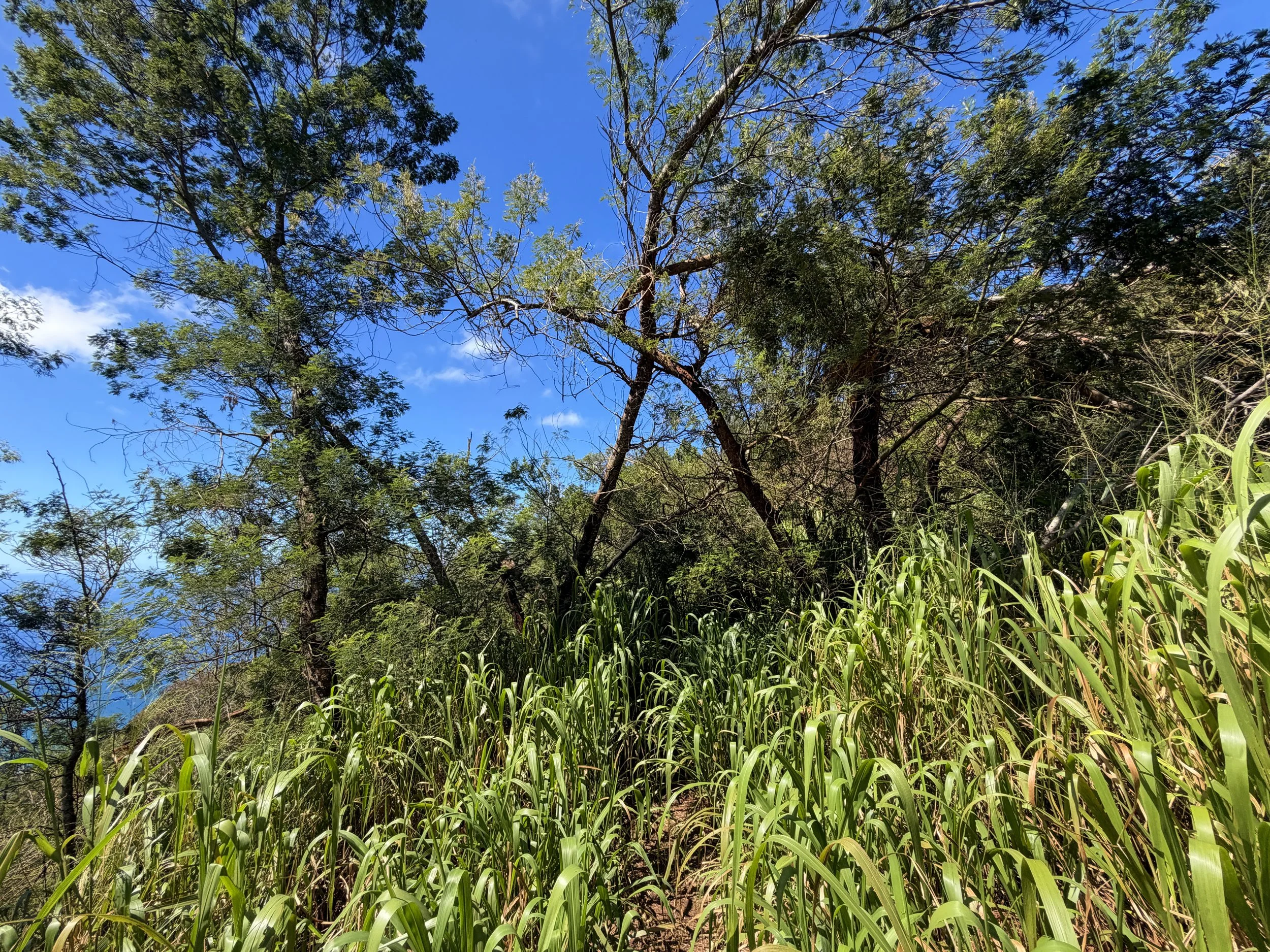 Kuaokala Trail Oahu Hawaii
