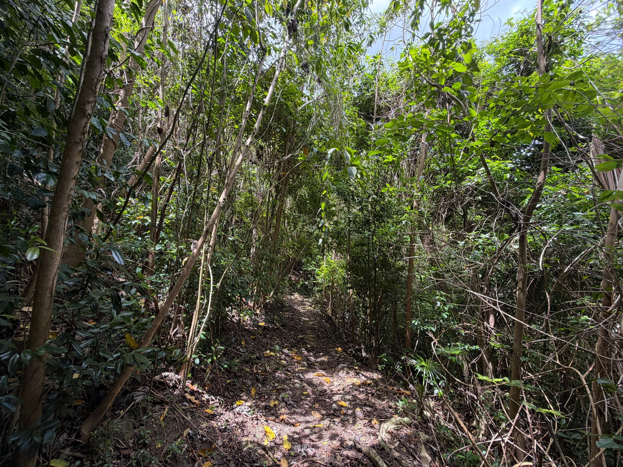 Maria Hope Trail Virgin Islands National Park