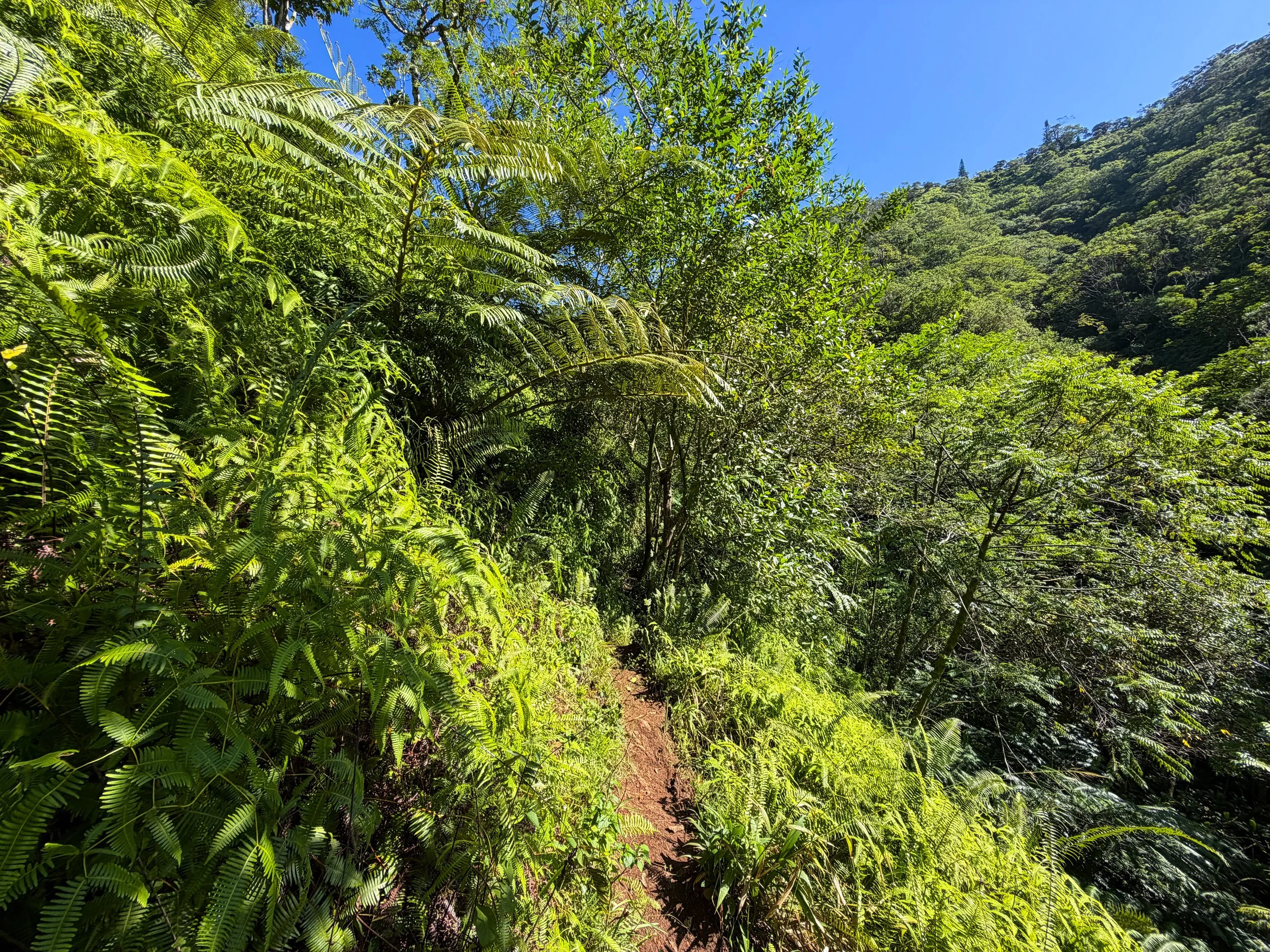Kaau Crater Hike Oahu Hawaii
