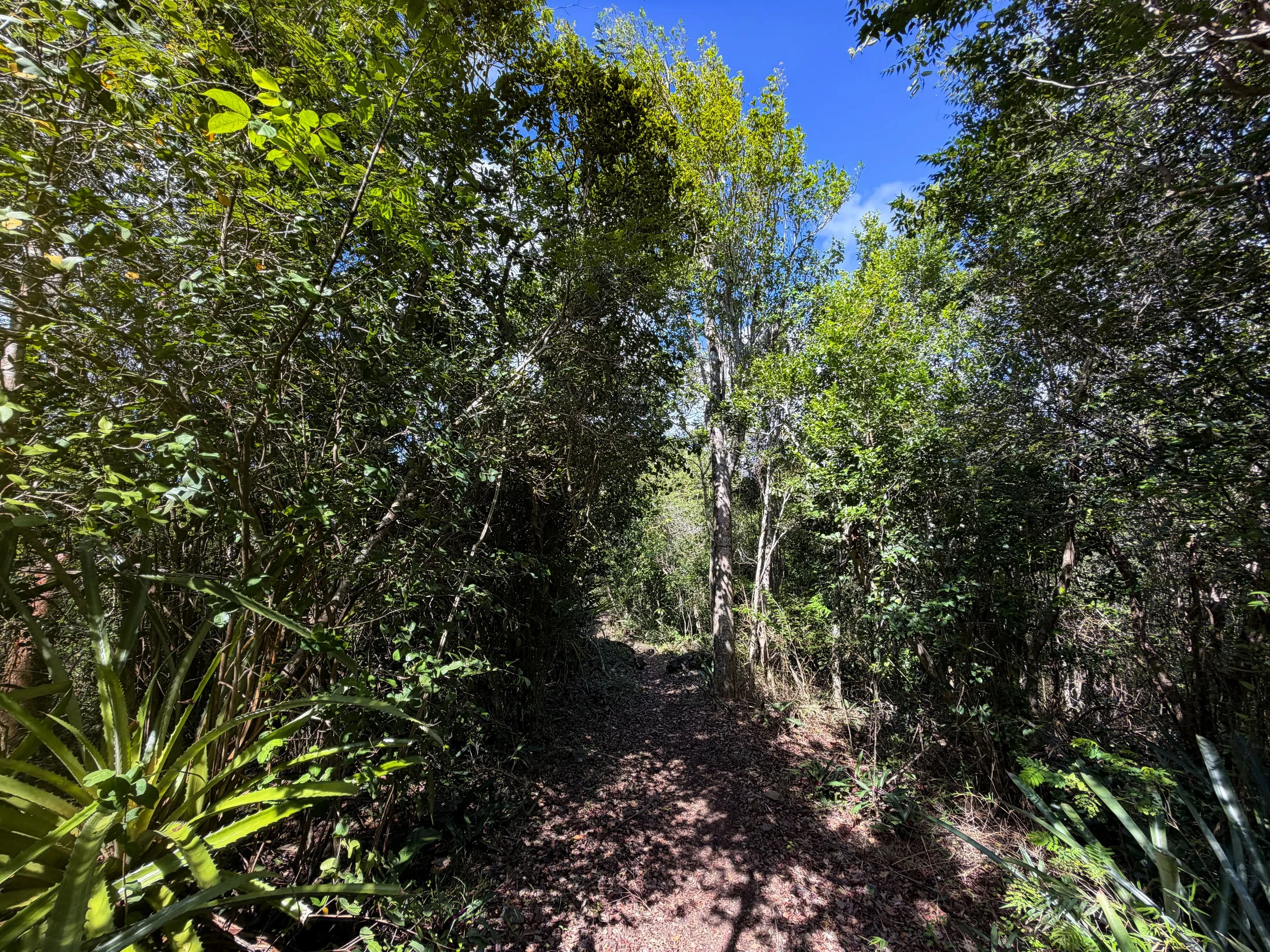Caneel Hill Trail Virgin Islands National Park