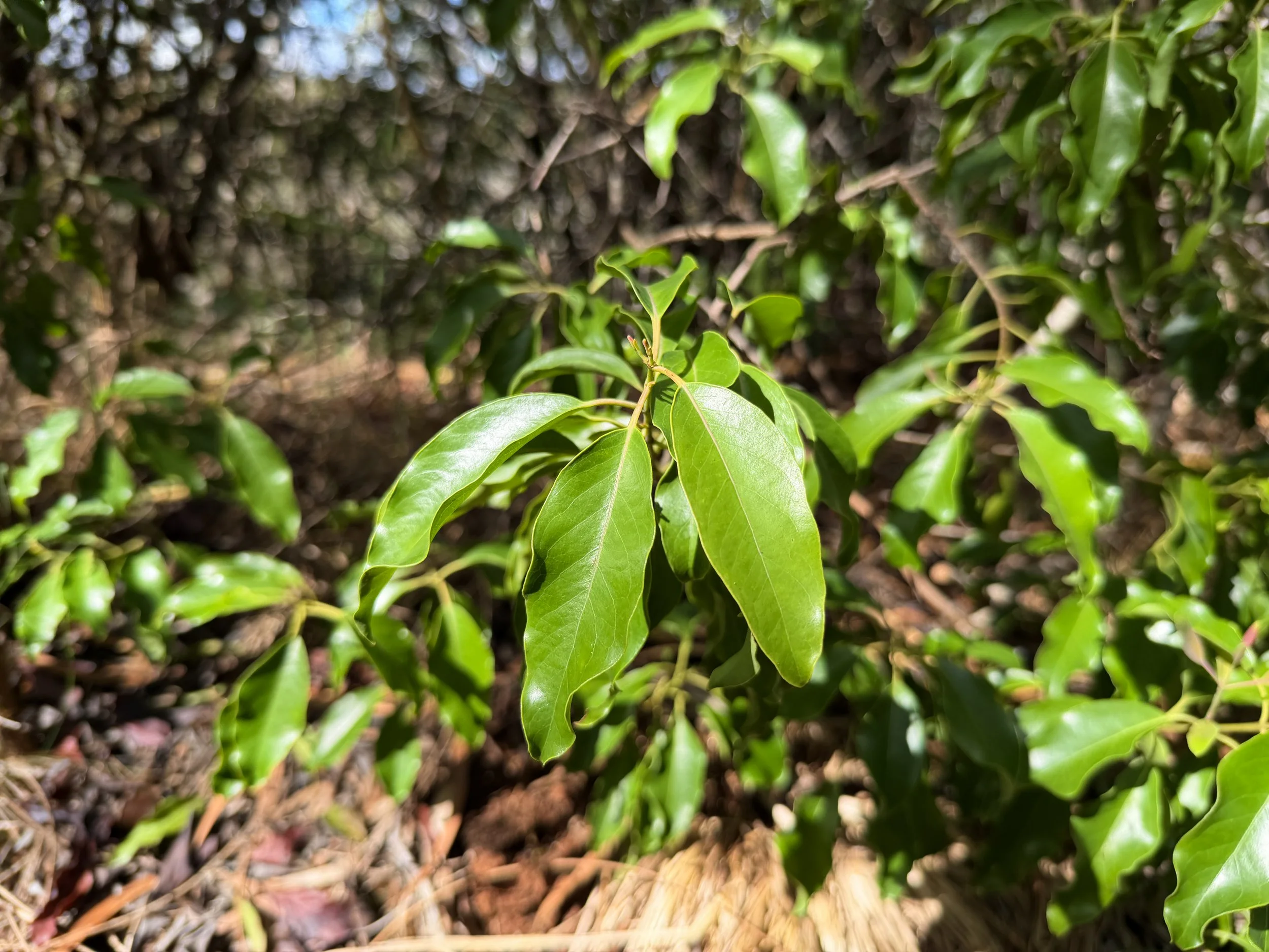 Iliahi Santalum freycinetianum