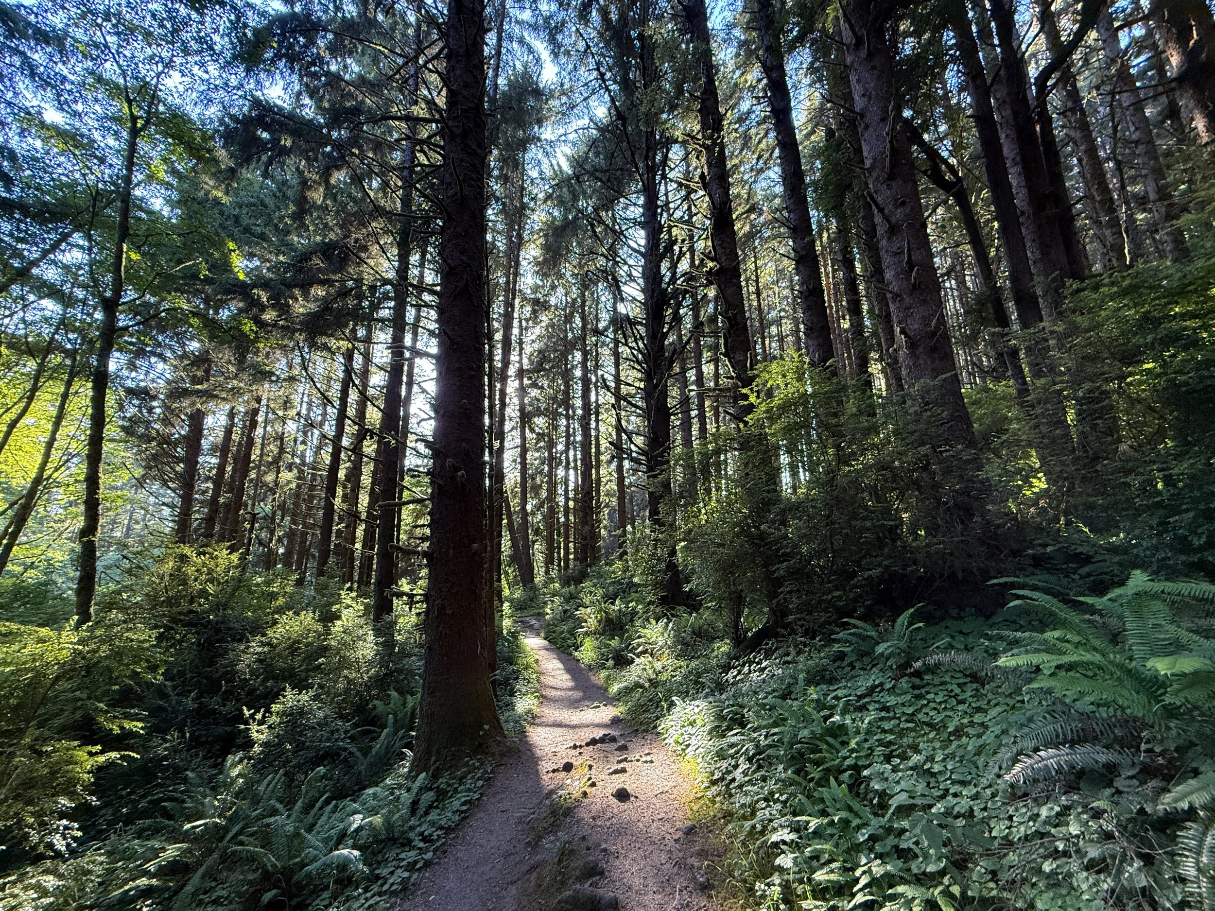 Fern Canyon Loop Trail Prairie Creek Redwoods State Park California
