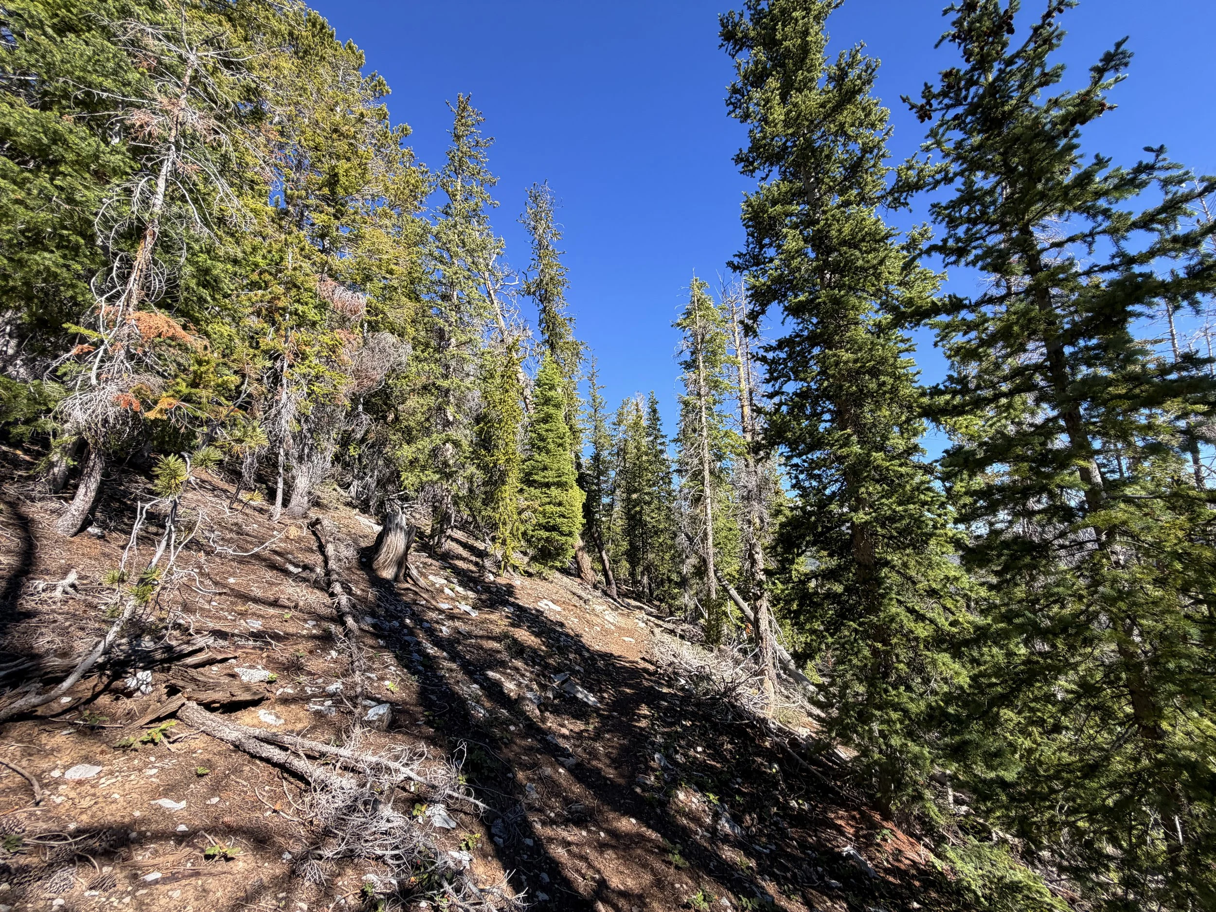 Snake Divide Trail to Magic Grove Great Basin National Park Nevada