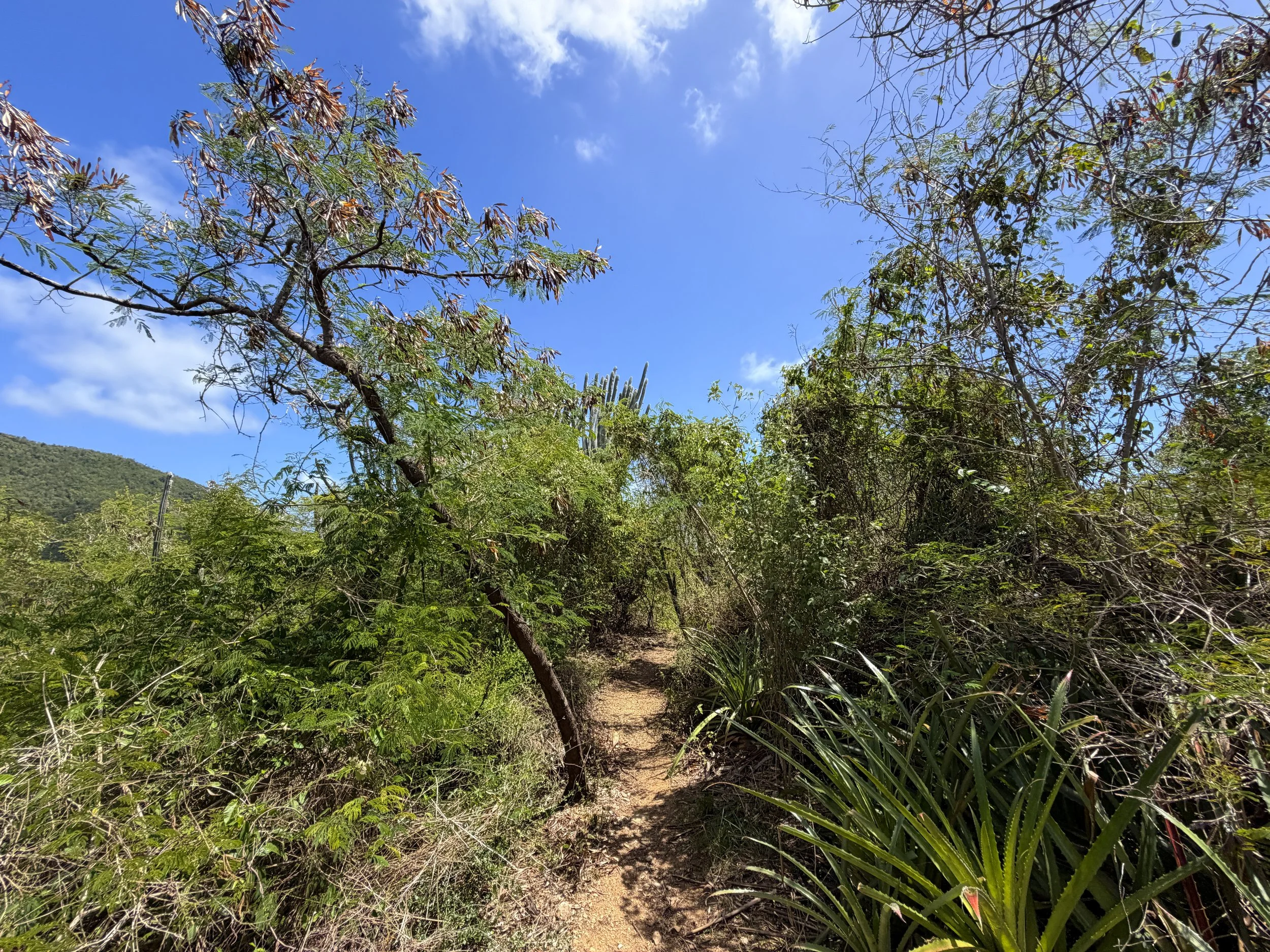 L'Esperance Trail Virgin Islands National Park