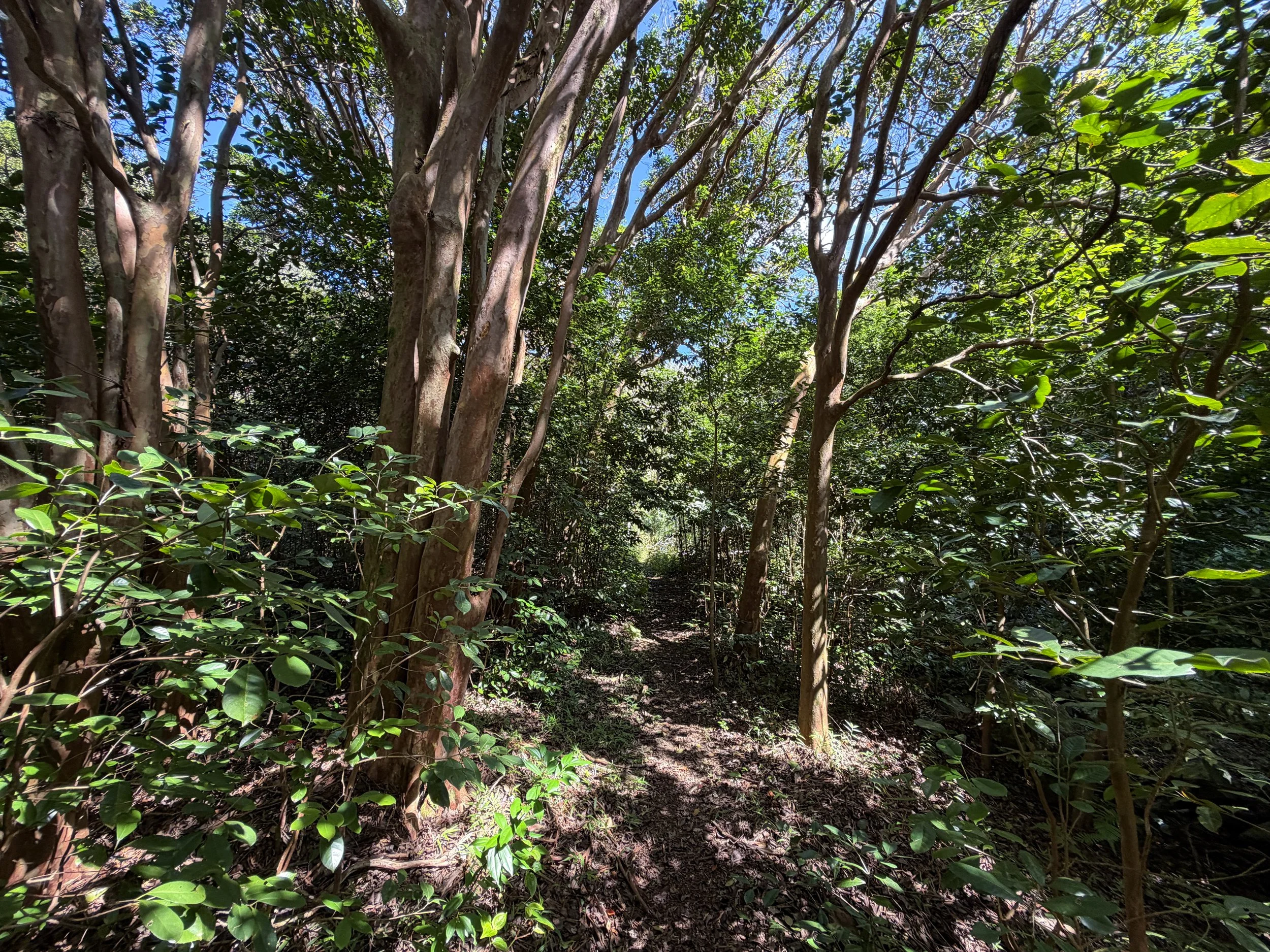 Kulanaahane Trail Oahu Hawaii