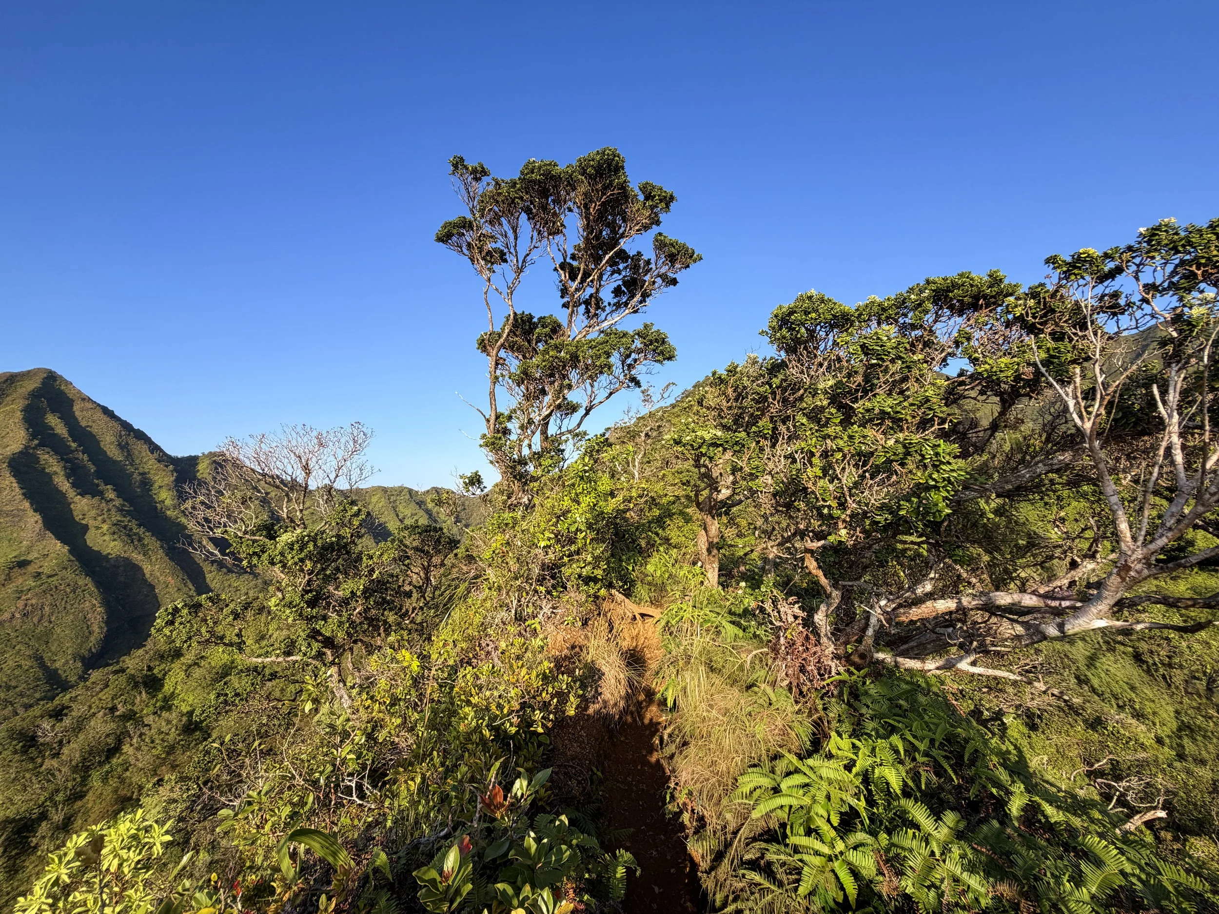 Moanalua Middle Ridge Hike Oahu Hawaii